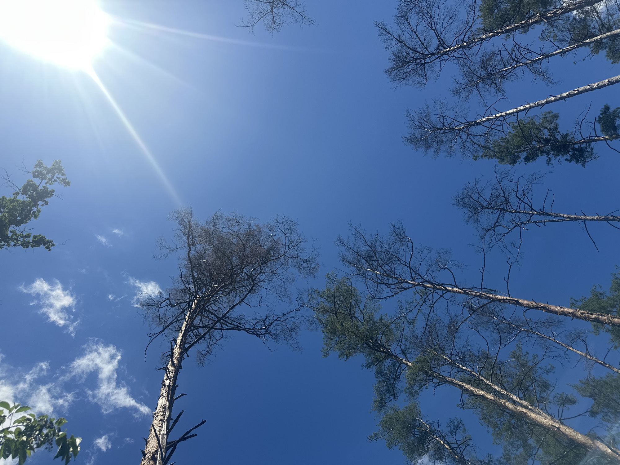A low-angle shot captures a clear, bright blue sky with a prominent sun flare in the upper right quadrant. Several tall, slender trees are silhouetted against the sky, some appearing to be dead with bare branches while others still retain foliage. One large, fallen tree trunk angles across the upper left portion of the frame, its bare branches reaching upwards. Wispy white clouds are scattered across the sky. The scene is an outdoor environment, likely a forest or wooded area, with no people or specific urban features visible.
