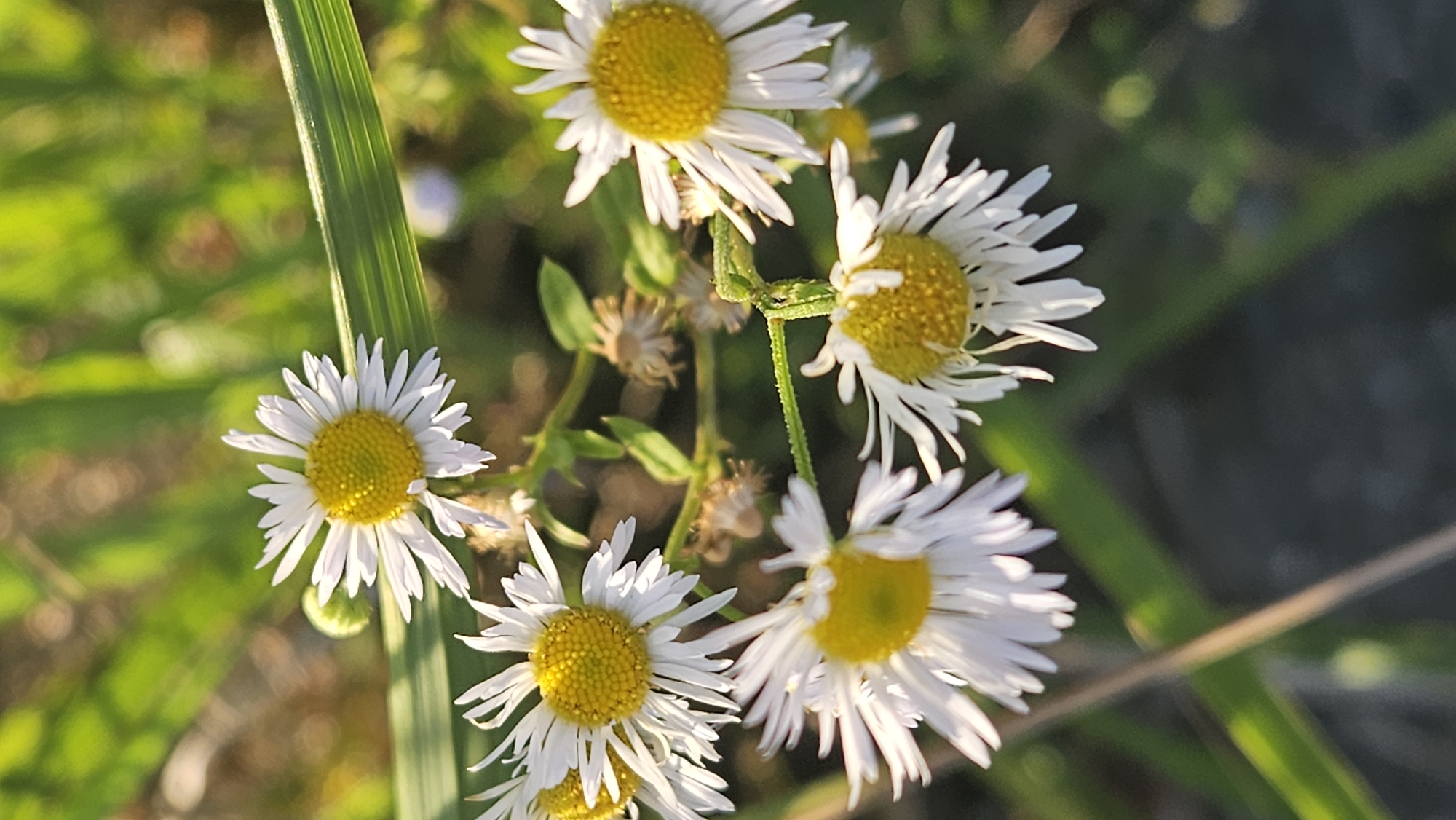 The image is a close-up, vertical shot of a cluster of white and yellow daisies in a natural outdoor setting. The daisies are the primary subjects, with several in focus and others blurred in the background. The petals of the daisies are white and appear delicate, while the centers are a bright yellow. The background consists of green foliage and grasses, some of which are blurred due to the shallow depth of field, creating a bokeh effect. A single green blade of grass with visible striations is positioned horizontally across the middle right of the frame. The lighting suggests it is daytime, with soft sunlight illuminating the flowers and foliage.
The image was captured in the city of Prešov, Slovakia. The specific location within Prešov is an outdoor area with abundant vegetation, possibly a park, garden, or natural field. There are no people or man-made structures clearly visible in the frame, indicating a focus on the natural elements of the environment. The daisies appear to be growing naturally, interspersed with other wild grasses and plants. The overall impression is one of natural beauty and tranquility.