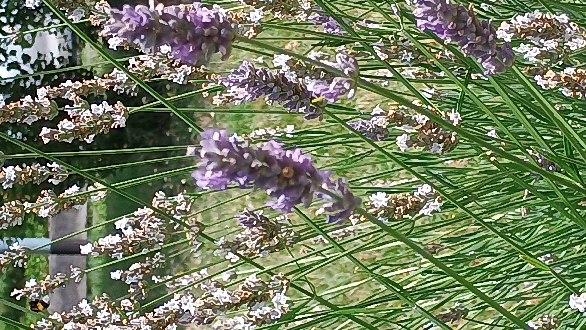 A close-up, vertical shot shows a patch of lavender plants with a blurred background. The lavender flowers are predominantly purple, with some smaller white florets interspersed. Several green stems are visible, creating a sense of depth and focus on the foreground. In the top left portion of the image, a bumblebee is perched on a white lavender flower. The background consists of greenery and what appears to be a path or road, suggesting an outdoor setting in a garden or park. The image is crisp and well-lit, highlighting the textures and colors of the lavender. It is not possible to determine the exact location within Sokolov, Czechia from this image alone.