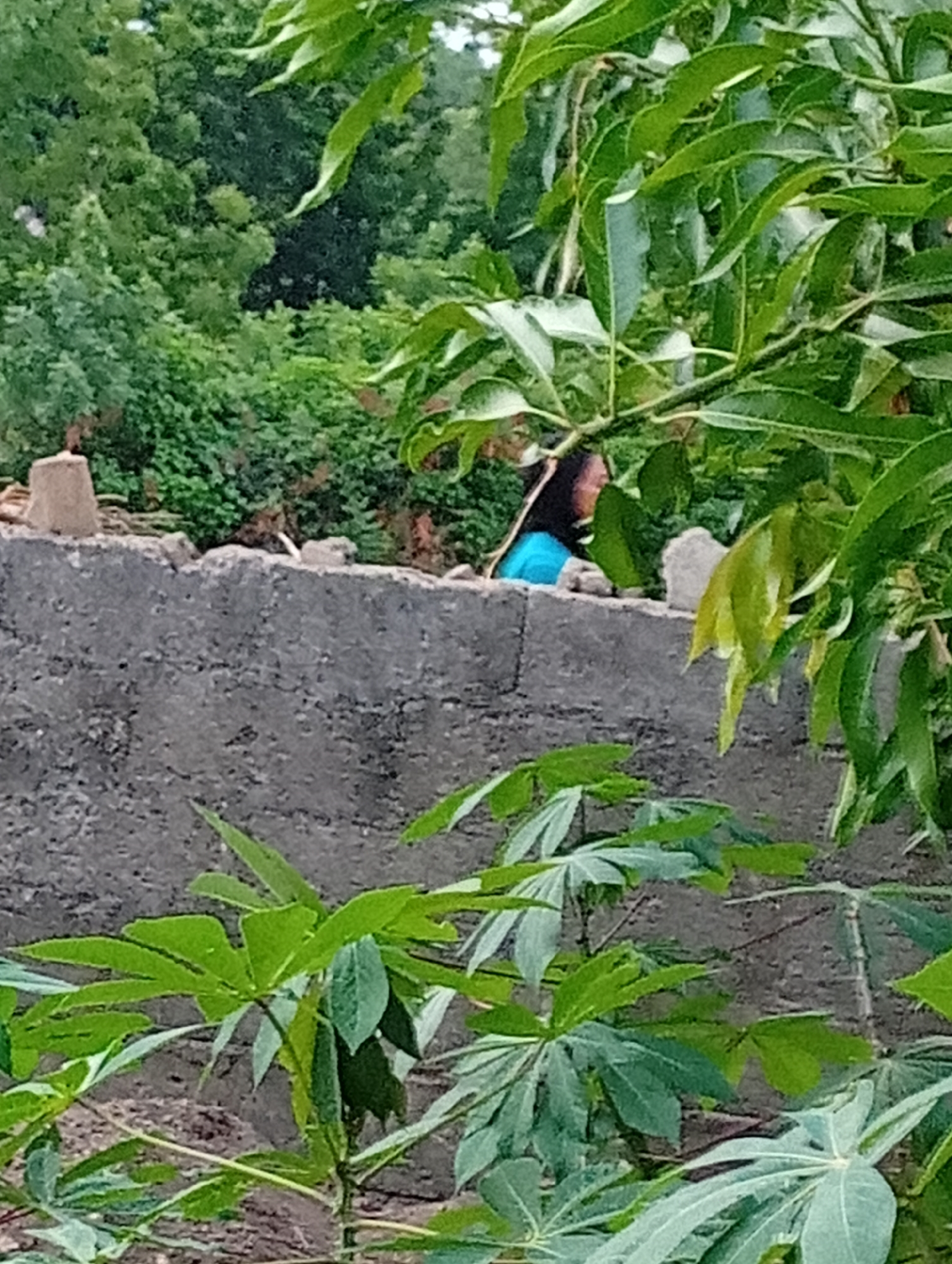 The image captures an outdoor scene dominated by dense green foliage and a concrete wall. In the mid-ground, a dark gray, roughly textured concrete wall extends horizontally across the frame. Small, light-colored blocks or debris are scattered along the top edge of this wall.
Partially visible behind the wall, to the right of the center, is a person. Only the upper part of their head and shoulder are visible, seen in profile looking towards the left. The person has dark hair and is wearing a bright blue garment. Their face is obscured by shadows and the angle, making specific features and emotions indiscernible.
The background is filled with lush green trees and bushes, suggesting a verdant environment. In the foreground, large, distinctively shaped green leaves, possibly from a cassava plant or similar, occupy the lower half of the image, some obscuring parts of the wall. Other types of green leaves and branches frame the image from the top right.
The lighting appears natural and soft, indicating daytime, possibly under an overcast sky or in indirect sunlight. No specific activity is evident beyond the person looking over or from behind the wall. There is no visible text in the image. The overall setting appears to be a garden or an area with abundant vegetation and a boundary wall.