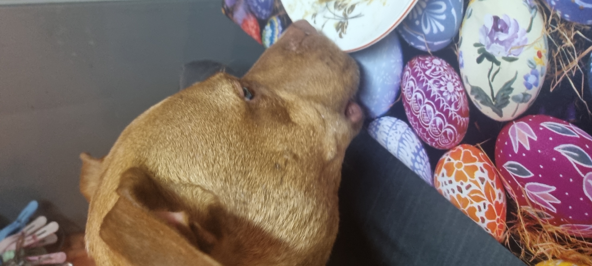 A tan dog rests its head on a collection of decorative Easter eggs and a plate, which are arranged on what appears to be a person's lap covered with dark-colored fabric. The image is shot from an elevated angle, focusing on the dog's head and the Easter eggs. In the background, there are some clothes pins, out of focus.