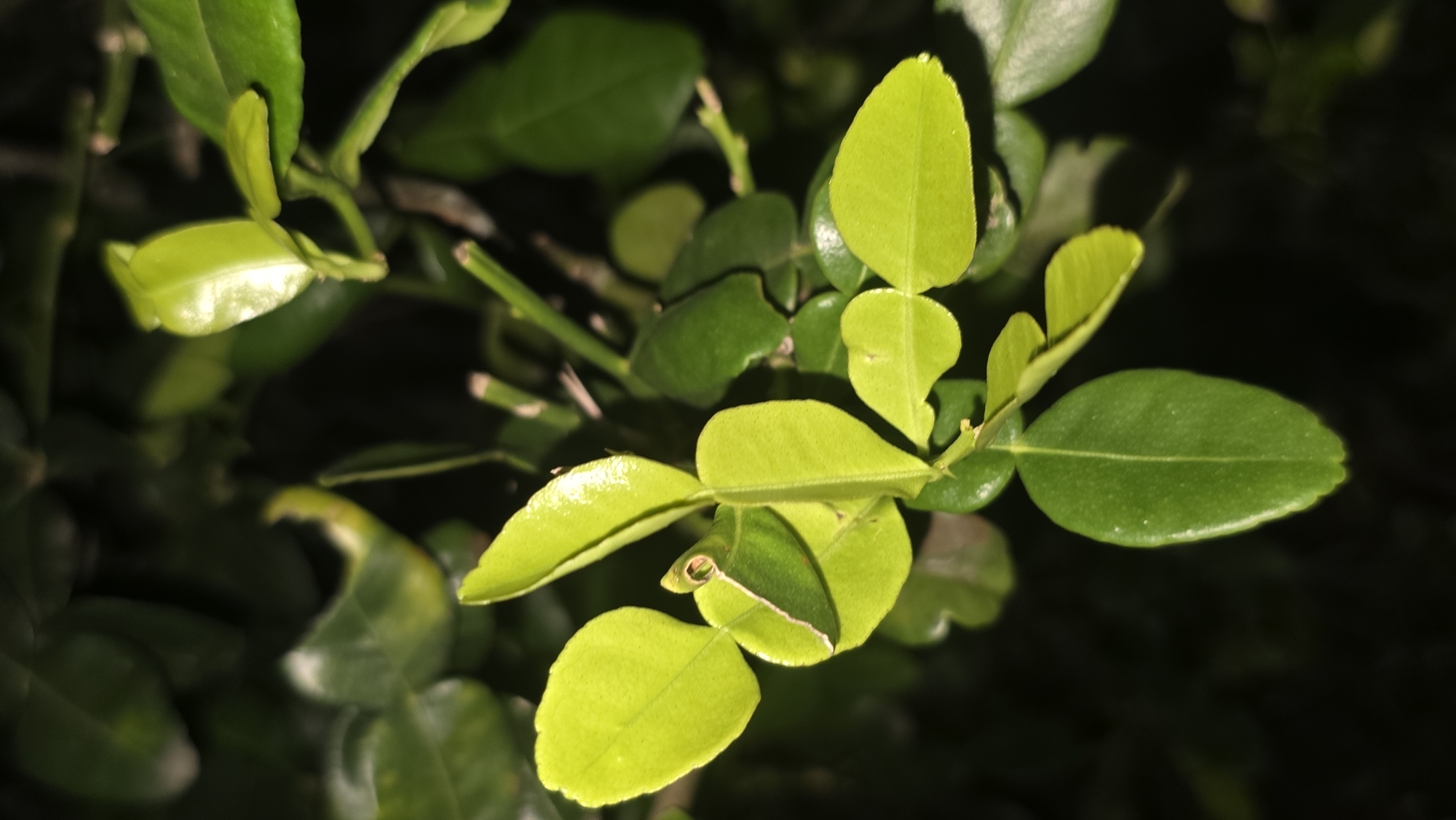 A close-up photograph depicts a cluster of vibrant green leaves, illuminated against a dark background. The leaves appear smooth and somewhat shiny, exhibiting a spectrum of green hues, from light yellowish-green to darker shades. The plant stems and branches are visible, creating a dense foliage arrangement. The lighting suggests a nighttime scene. The location is Lhokseumawe, Indonesia. No people are visible. The subject is the plant leaves. There is no explicit action or interaction. The environment is a garden or outdoor space at night.