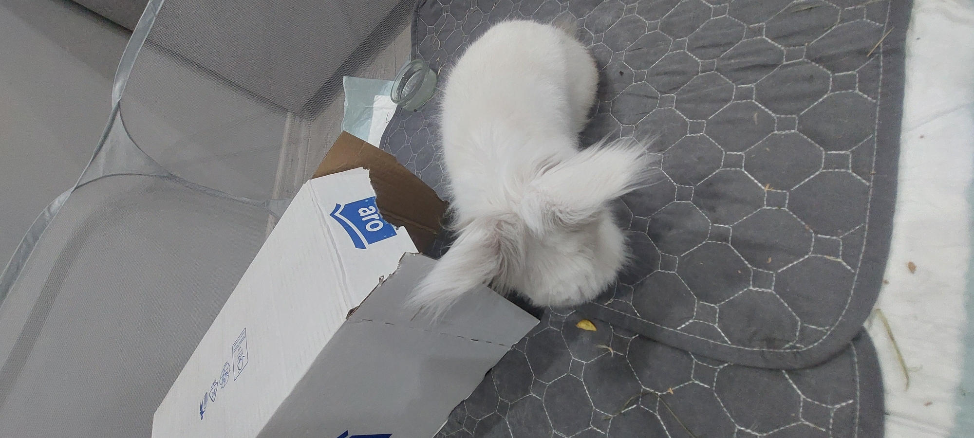 An aerial view shows a white rabbit on a gray quilted mat. A partially collapsed white and brown cardboard box with the word "aro" printed in blue is near the mat. A clear glass object and a white tissue are also visible. The rabbit is the primary subject of the image. A white mesh enclosure surrounds the scene. The location is suspected to be Yagodovo, Bulgaria.