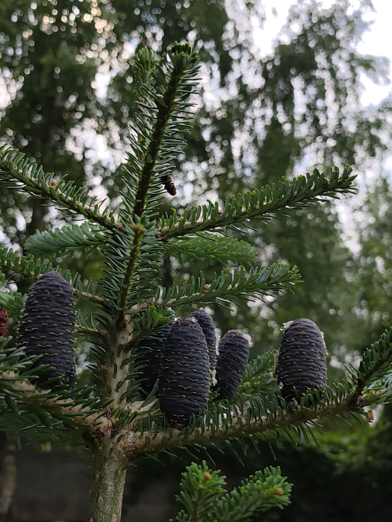 An outdoor, close-up, eye-level shot focuses on a branch of a fir tree, abundant with dark, elongated pine cones. The pine cones are textured with overlapping scales and show small droplets of water on their surfaces. The needles of the fir tree are dark green and sharp, fanning out from the branch. In the background, the foliage of other trees is visible, rendered as a soft blur of greens and whites due to the bokeh effect, suggesting a bright, possibly overcast, daytime setting. The location is noted as Бараўлянскі сельскі Савет, Belarus. There are no people or discernible actions in the image.