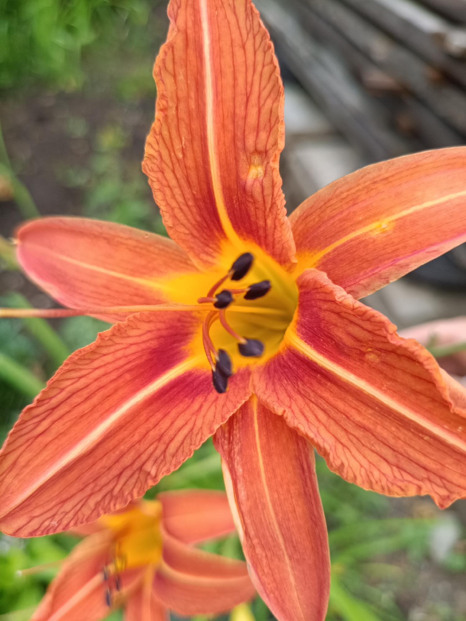 A close-up, eye-level shot focuses on an orange lily flower in bloom. The flower has six prominent petals with delicate veining, transitioning from a bright orange at the tips to a deep red near the center, with thin yellow stripes running down the length of each petal. The center of the flower is a vibrant yellow, featuring six dark purple anthers tipped with black pollen. A thin, reddish-orange pistil extends from the center. The background is blurred, showing out-of-focus green foliage and some gray wooden elements, suggesting an outdoor garden setting. The image was captured in Nizhnekamenka, Russia.