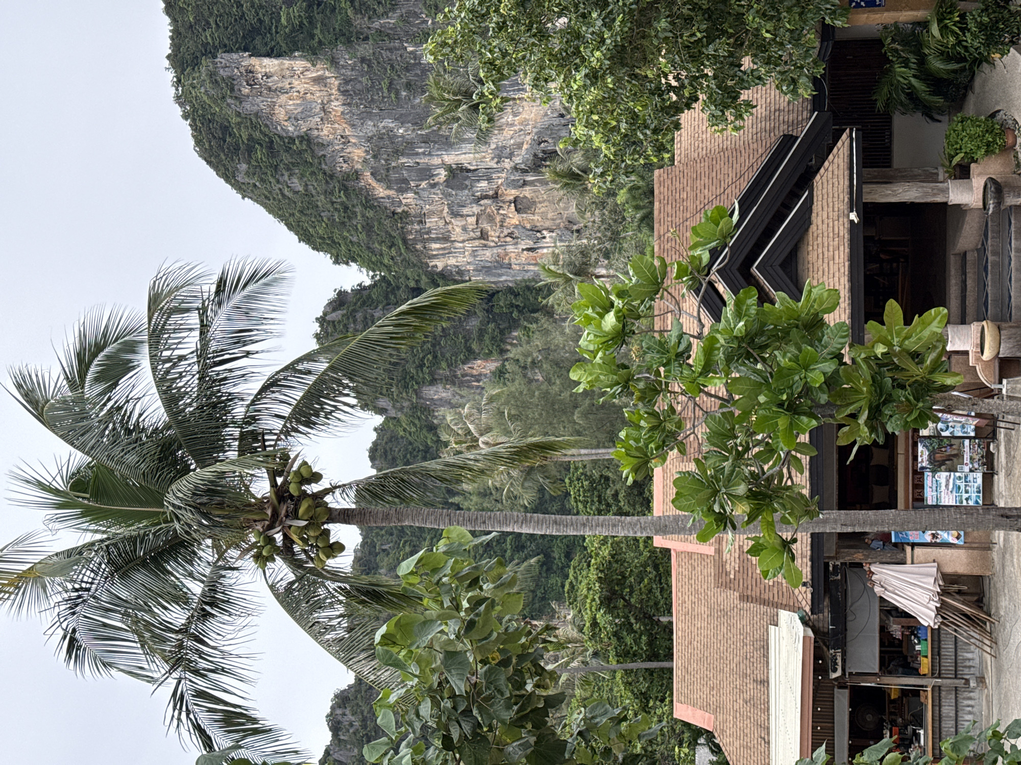 A medium shot captures a view of the coastal town of Ban Ao Nang, Thailand. In the foreground, a cluster of trees with large green leaves frames the lower portion of the image, obscuring a portion of a building. To the left, a portion of a shop or restaurant is visible, with its open-air entrance, a display of umbrellas leaning against a wall, and shelves stocked with items. A tall palm tree with coconuts growing on it stands prominently in the center of the frame, reaching towards the sky. Behind the trees and building, a dramatic limestone cliff face rises, covered in dense green vegetation, with distinct vertical striations and patches of lighter rock. The sky is overcast and a pale gray. The overall scene depicts a tropical environment with elements of both natural beauty and human habitation.