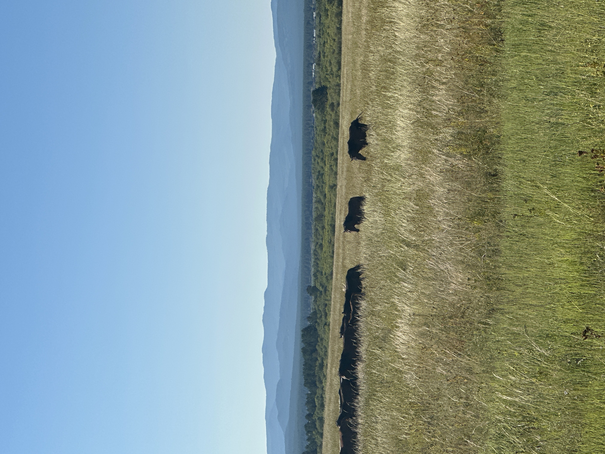 A herd of dark-colored horses graze in a field of tall, dry grass under a clear, pale blue sky. In the background, a line of dark green trees separates the field from a series of distant, hazy blue mountains. The scene is a wide, open landscape, devoid of any structures or human presence, and appears to be located in Verkhnie Tal'tsy, Russia. The sun is high in the sky, casting bright light and shadows across the field.