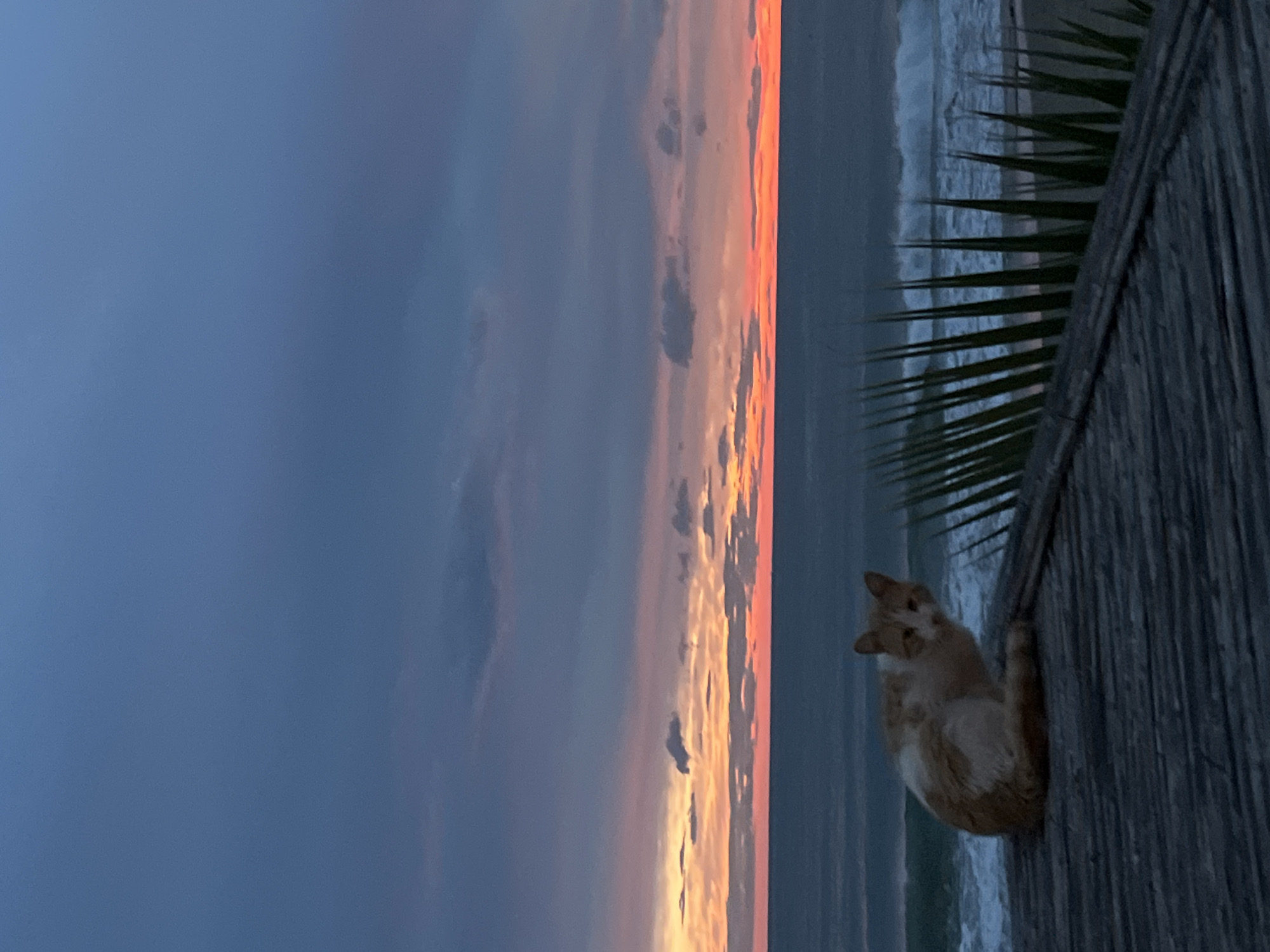 A sideways outdoor shot captures a sunset sky with a cat perched on a wooden structure. The sky transitions from a dark blue on the left to vibrant shades of orange and pink on the right. The ocean is visible in the background, with gentle waves. Palm tree fronds frame the right side. An orange cat clings to the wooden structure. The location appears to be a coastal area. The location is possibly Alanya, Turkey.