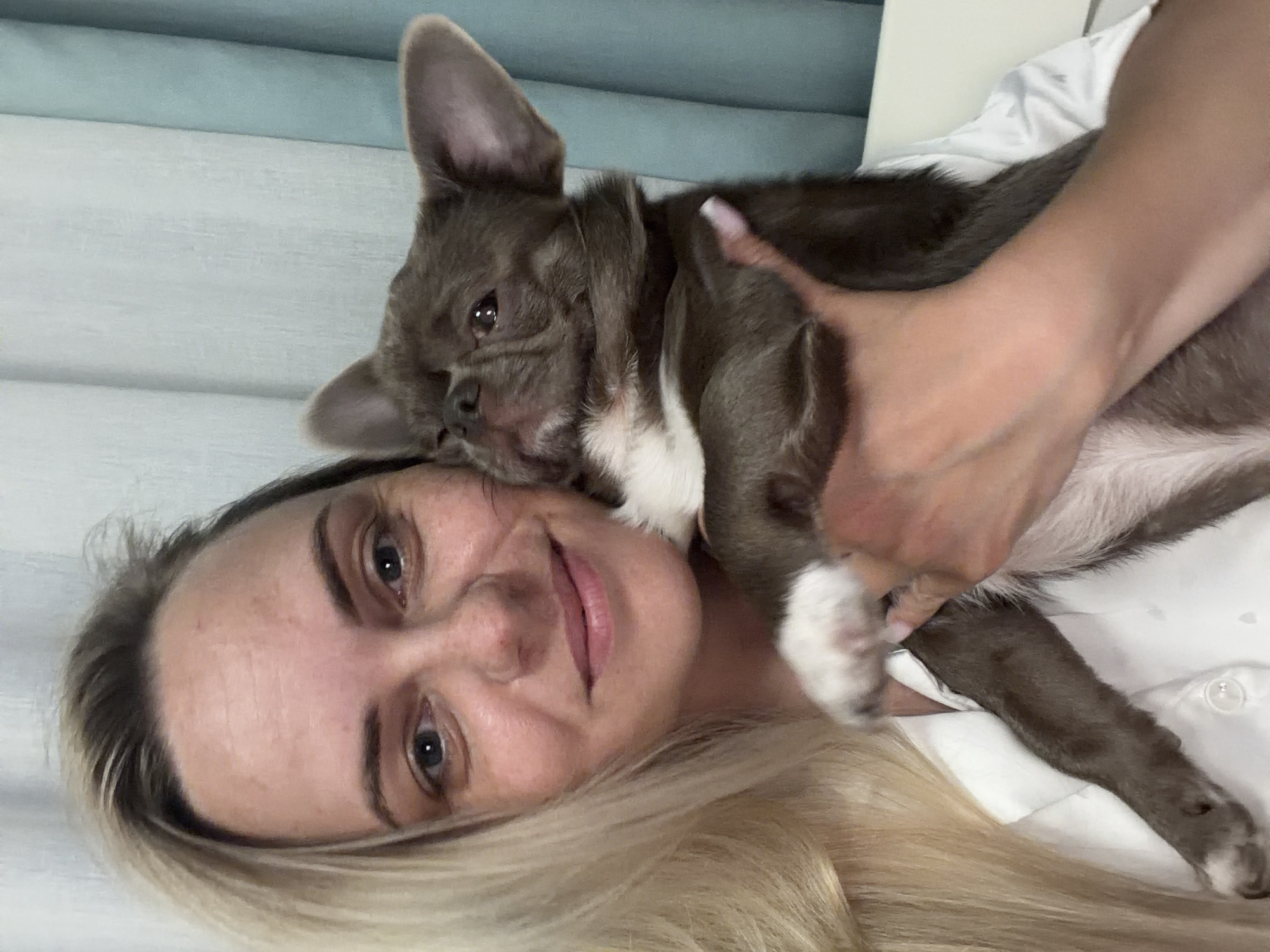 An adult female, identified by long blonde hair and blue eyes, occupies the left side of the frame, smiling slightly towards the viewer. She is wearing a white collared button-up shirt. Her right hand, featuring manicured nails with light polish, supports a small dog held close to her upper torso. The dog possesses short, smooth, grey-brown fur with distinct white markings on its chest, chin, and paws. Its ears are prominent and erect, and its eyes are partially closed, directed upward. The background consists of vertical fabric panels, appearing to be curtains, in light grey-white and light blue tones. A white, rectilinear object, possibly a piece of furniture or bedding, is visible in the lower right quadrant of the background. The scene depicts an indoor domestic environment.