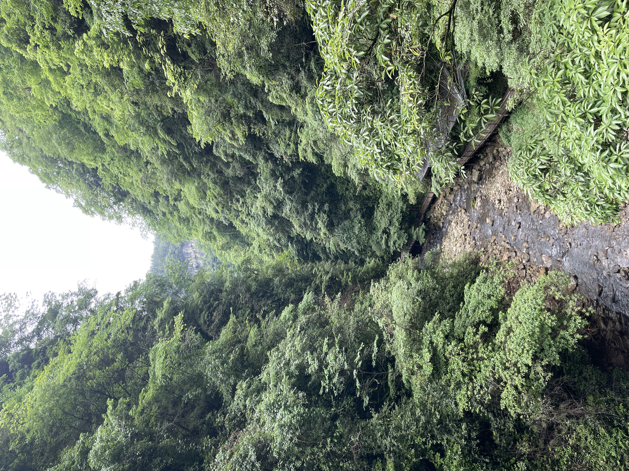 The image depicts a narrow gorge or canyon densely vegetated with green trees and foliage, likely located in Zhangjiajie, China. A shallow rocky stream flows through the bottom of the gorge. A wooden walkway or staircase is visible along one side of the gorge, partially obscured by foliage. The lighting suggests an overcast or shaded environment. The perspective is looking upwards from the base of the gorge, emphasizing the height and density of the vegetation. No people are visible in the scene.