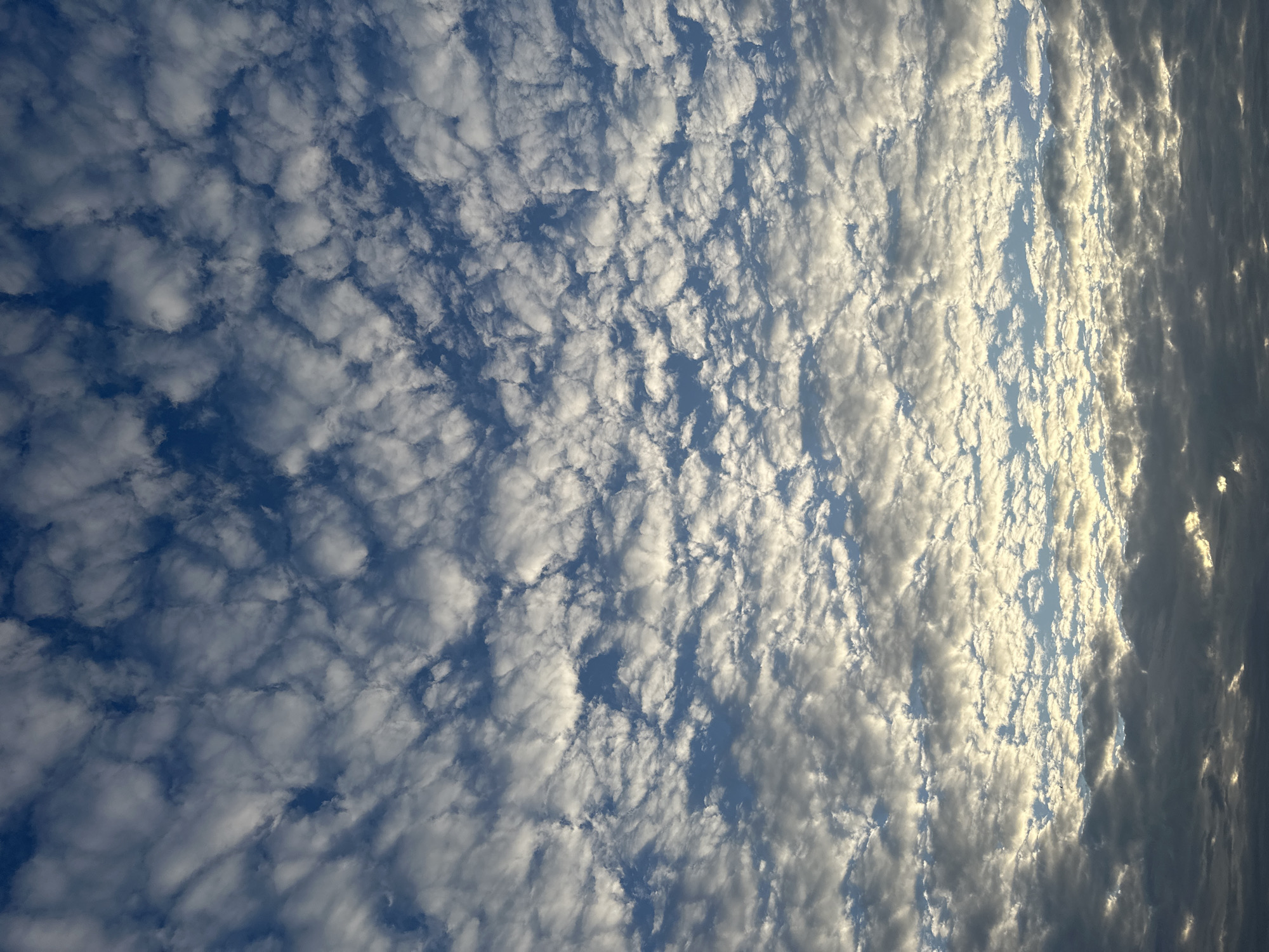 This is a photograph of the sky above the city of Chaikovsky, Russia. The sky is filled with a dense pattern of altocumulus clouds, appearing as small, rounded masses or rolls. The clouds are illuminated from below by sunlight, creating a bright, golden-yellow glow in the lower portion of the sky. The upper part of the sky shows a deeper blue, with more defined cloud formations. The image is taken from a low angle, looking upwards at the cloudscape. There are no visible people, structures, or any other objects in the frame. The overall scene depicts a dynamic and textured cloud formation against a backdrop of blue sky, suggesting a partly cloudy day with low-lying sunlight.