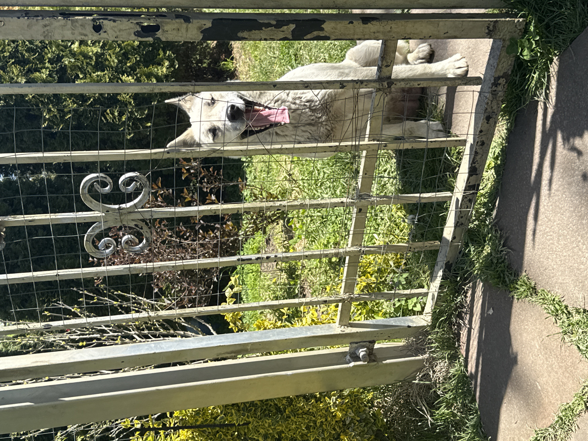 The primary image, rotated 90 degrees clockwise, captures a large, fluffy white dog resting behind a weathered metal fence. The dog, possibly a Samoyed or similar breed, lies on its side, its head positioned towards the left of the frame. Its mouth is open wide with a pink tongue extended, and its eyes are looking upwards, giving an impression of happiness or playfulness. Its white fur appears somewhat matted or dirty in places, and its paws are visible towards the right side of the frame.
The foreground is dominated by the grey metal fence, composed of horizontal bars and a wire mesh grid, with a decorative scroll-like element visible on the left. Through the fence, a vibrant green lawn and various bushes of differing shades of green and brown are visible behind the dog. On the viewer's side of the fence, there is a concrete path interspersed with patches of green grass, indicative of an outdoor setting.
The scene is brightly lit by what appears to be midday or early afternoon sunlight, casting distinct, long shadows onto the concrete path, suggesting clear weather. The overall setting is likely a garden or yard in Pervorechenskoye, Russia. There is no visible text in the image.