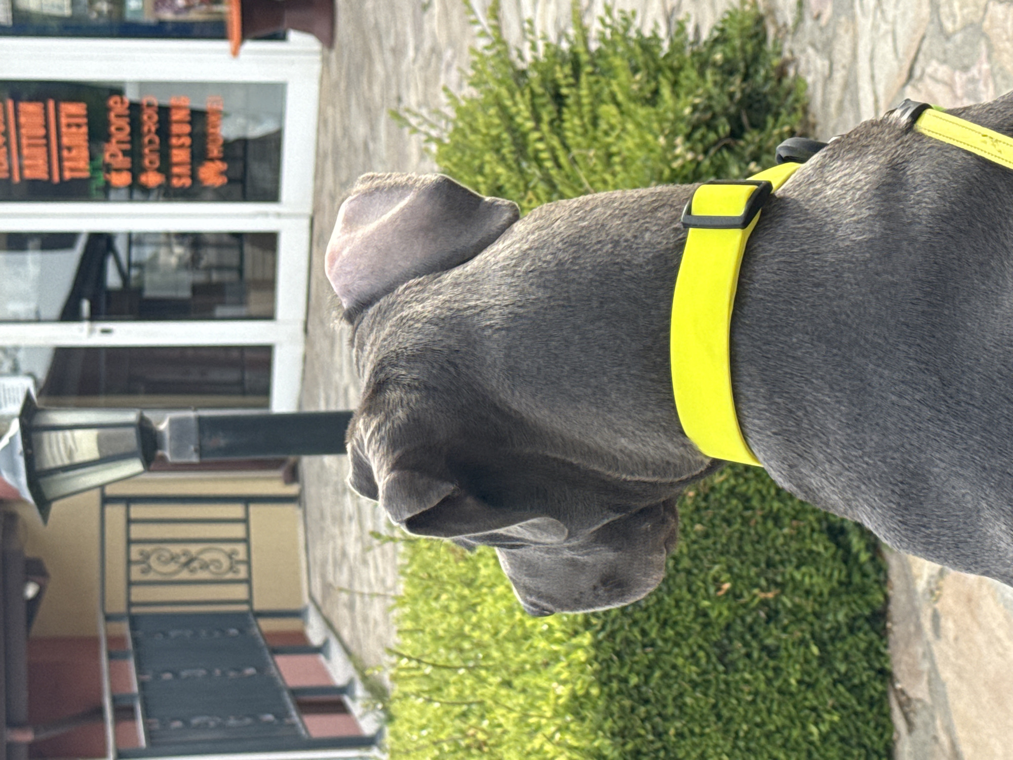 A close-up shows the head and neck of a grey dog wearing a bright yellow harness. The dog is positioned near greenery and what appears to be a paved area. In the background, a building is visible with windows displaying advertising for mobile phone brands. The building's architecture suggests a commercial or residential structure. A street lamp is attached to the building. Based on the signage and architectural style, the location is in a city, likely Aksakovo, Bulgaria.
