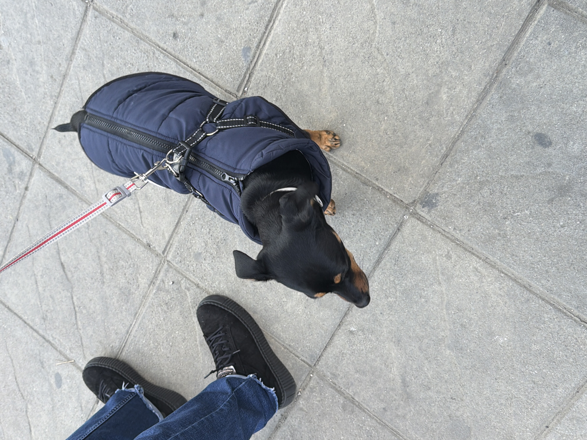 An overhead perspective captures a small, black-and-tan dog on a leash, standing on light gray concrete paving in Sofia, Bulgaria. The dog wears a dark blue padded jacket with a black zipper running along its back and a black harness. A red, white, and gray striped leash is clipped to the harness and extends upwards out of the frame. The dog is positioned towards the center-right, looking downwards and slightly to the left. In the left foreground, the lower legs and feet of a person are visible, clad in blue denim jeans with frayed hems and black lace-up shoes with thick, ridged soles. A metallic embellishment is present on the laces of the visible left shoe. The ground consists of large, rectangular concrete slabs with distinct grout lines.