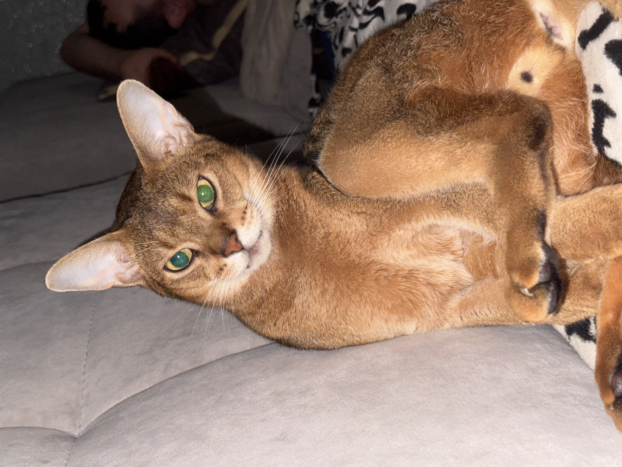 An Abyssinian cat with striking green eyes is comfortably seated on a plush, light gray couch. The cat's fur is a rich reddish-brown, with distinct ticking characteristic of its breed. Its paws are crossed in front of its chest, and it is looking slightly off-camera with a curious expression. In the background, partially visible, is a person lying down, their head resting on a pillow. The setting appears to be an indoor environment, likely a living room, suggesting a domestic scene. The specific location in Noviy, Russia, is not discernible from the image itself; this information is external to the visual data provided.