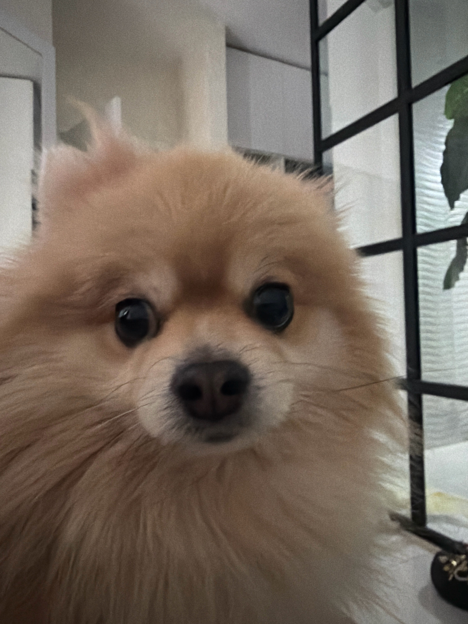 The image is a close-up, portrait-style photograph of a Pomeranian dog. The dog has light brown fur, dark eyes, and a black nose. Its head is tilted slightly, and it appears to be looking directly at the camera. The background is blurred, but suggests an indoor setting with some vertical bars of a window or gate visible on the right side. There is also a hint of a green leaf in the upper right corner. The lighting appears to be natural, coming from the left. There are no people or other animals visible in the image. The image does not contain any identifiable landmarks or features that would indicate its location in Tbilisi, Georgia.