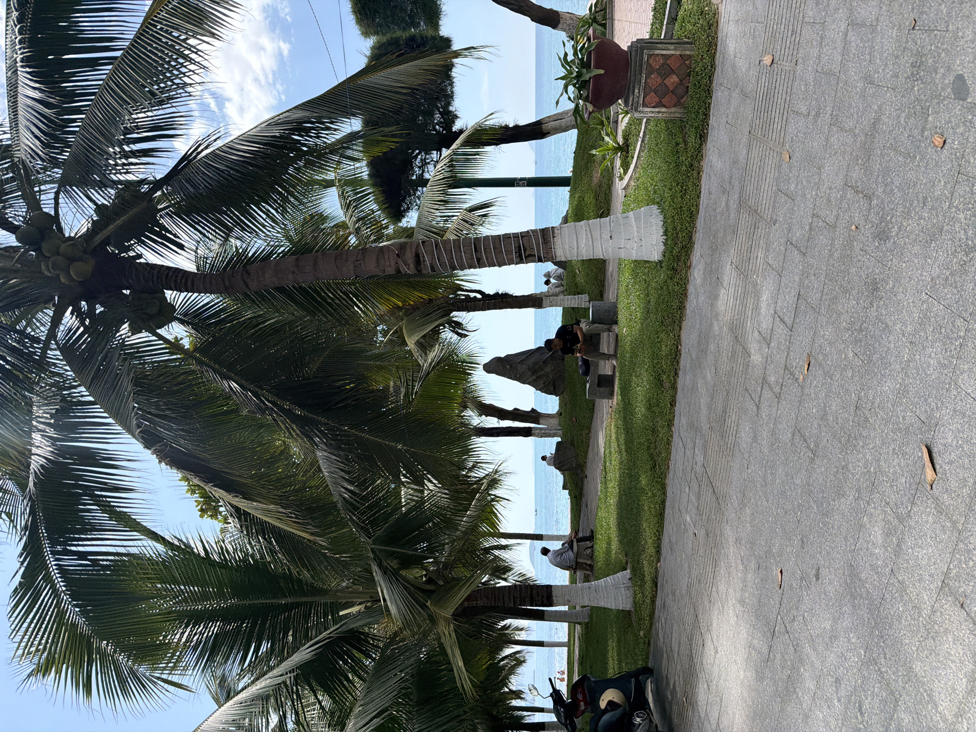 This image captures a vibrant tropical scene along a coastal promenade in Nha Trang Ward, Vietnam. The view is dominated by numerous tall palm trees with lush green fronds, some bearing clusters of green coconuts, which frame the scene, with their canopy partially obscuring the bright blue sky above.
In the foreground and midground, a clean, grey paved walkway stretches horizontally across the image, bordered by well-maintained green grass on the left. Scattered dry leaves are visible on the pavement, suggesting a breezy environment. Several concrete or stone benches are placed intermittently along the grassy strip. A few individuals are present, with one person clearly visible sitting on a bench in the midground, facing the ocean. Other smaller figures can be seen sitting or standing further down the walkway, near the water. A dark-colored scooter or motorbike is partially visible parked near the bottom right corner of the path. The base of several palm tree trunks are wrapped in white material, possibly for protection or decoration. A decorative, square-based terracotta pot containing a small plant is positioned on the grass in the upper right.
Beyond the grassy area and the people, the serene light blue waters of the ocean extend towards the horizon under a bright sky with scattered white clouds. The water appears calm, suggesting a peaceful day. The overall atmosphere is one of leisure and relaxation in a sunny, outdoor setting. The time of day appears to be daytime, likely morning or early afternoon, given the clear sky and bright ambient light. No discernible text is clearly visible on any signs or objects within the frame.