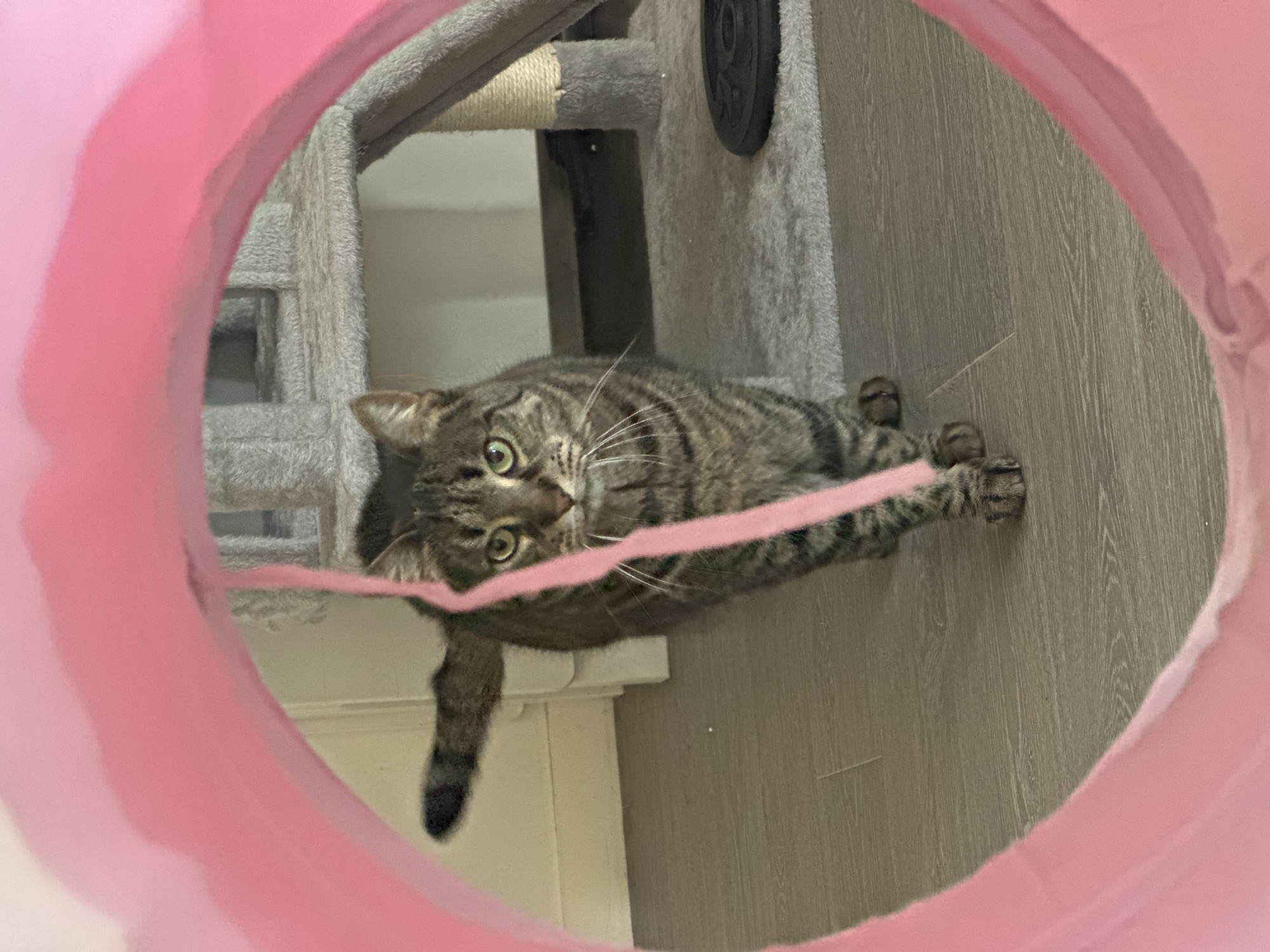A tabby cat is captured in a close-up shot, viewed through a bright pink, circular opening, likely a fabric tunnel. The cat, lying on its side, looks directly at the camera with wide, alert green eyes and prominent white whiskers, conveying a curious and playful demeanor. Its fur is a mix of grey and brown tones with distinctive dark stripes. A thin, light pink string or toy is stretched across the cat's body.
The setting is an indoor domestic environment. Behind the cat, to its left, a grey, plush cat tree with scratching post material and platforms is partially visible. To the right and below the cat, light-colored wooden or laminate flooring is seen. A dark, circular object, possibly a weight or part of the cat tree, is also visible in the background. The scene is well-lit, suggesting either natural daylight or ample artificial light. The image captures a moment of playful interaction with the pet. No visible text is present. The location context provided is Châtenay-Malabry, France.