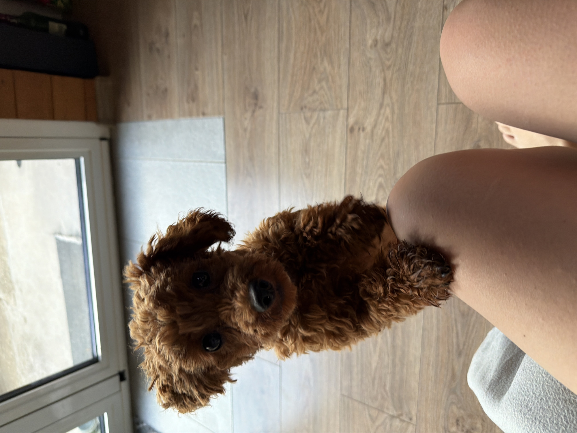 A small, fluffy, reddish-brown dog with dark eyes is perched on a person's knee. The dog's front paws are resting on the person's upper leg, and the dog is looking directly at the camera with its head tilted slightly. The person is wearing grey sweatpants on their left leg and is bare-legged on the right, with goosebumps visible on the skin. The background consists of a wooden floor and a tiled area leading to a door with glass panels. The scene appears to be indoors, possibly in a home. There is no indication of the location being in Sofia, Bulgaria.