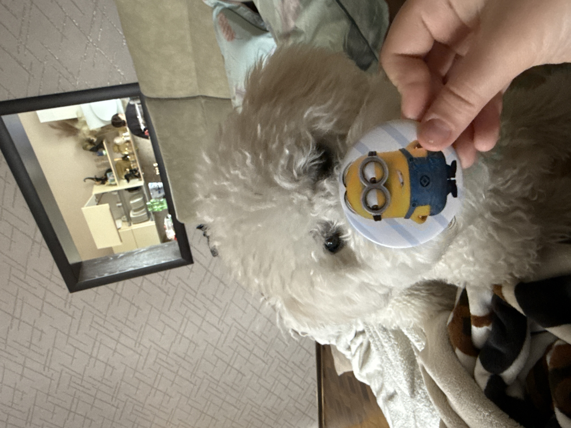 The image features a white, fluffy dog with a round Minion button placed near its eye. A human hand holds the button in place. The background shows a section of a room with patterned wallpaper and a framed mirror reflecting a shelf unit. The image's location is unspecified, and there is no indication it is in Dzerzhinsk, Russia.