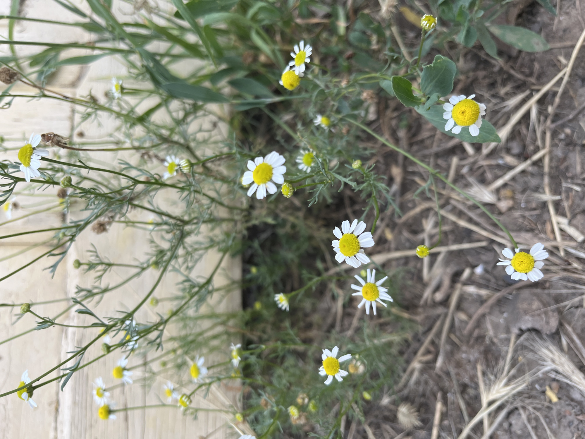 A cluster of small white and yellow daisies grows in the foreground against a backdrop of a light-colored wooden wall and green foliage. The daisies are of varying sizes and stages of bloom, with some fully open and others in bud. The ground is covered with dry grass and soil. The overall scene suggests a naturalistic setting, possibly a garden or roadside, with a focus on the delicate beauty of the wildflowers. The light is soft, indicating it might be early morning or late afternoon. There are no people or animals visible in the image.