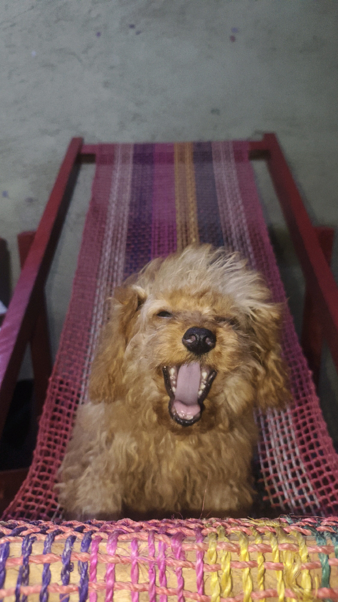 A toy poodle is sitting on a striped hammock. The dog is light brown in color and appears to be yawning with its mouth open wide, showing its tongue and teeth. Its eyes are partially closed, and its fur is somewhat disheveled. The hammock has stripes of pink, purple, yellow, and red. The hammock is strung between two red wooden frames, which are partially visible. The background is a plain, light gray wall with a few faint dark spots. The scene appears to be indoors or in a sheltered outdoor area, with neutral lighting.