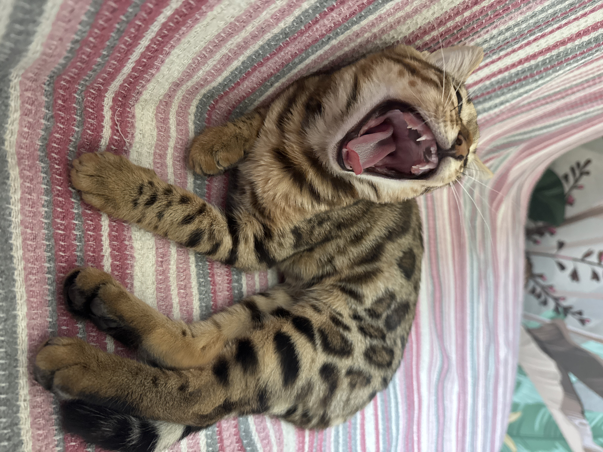 A Bengal cat is captured mid-yawn, its mouth wide open to reveal its pink tongue and sharp teeth. The cat is lying on its side on a striped blanket, with its distinctive spotted fur clearly visible. The blanket features alternating stripes of pink, white, and grey. In the background, out-of-focus foliage is visible. The image provides no information regarding its location in Rzhev, Russia.