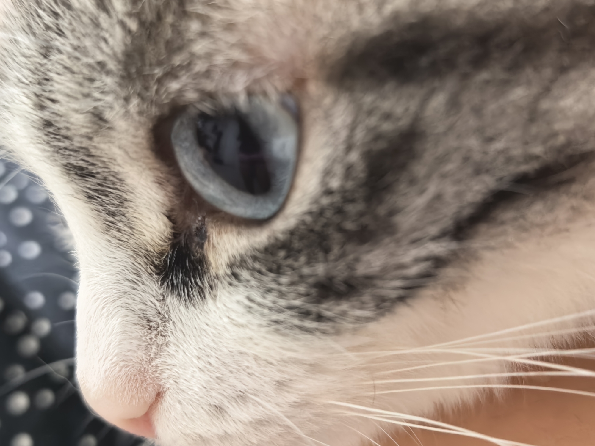 A close-up, extreme macro shot focuses on the right eye and part of the face of a cat. The cat's eye is a striking blue, with the pupil appearing as a dark oval. The fur around the eye is a mix of gray and white, with some darker tabby markings visible. The whiskers are long and white, fanning out from the muzzle. The cat's nose is a pale pink. The background is blurred, with a dark pattern of white dots, possibly fabric. The overall lighting suggests an indoor setting.