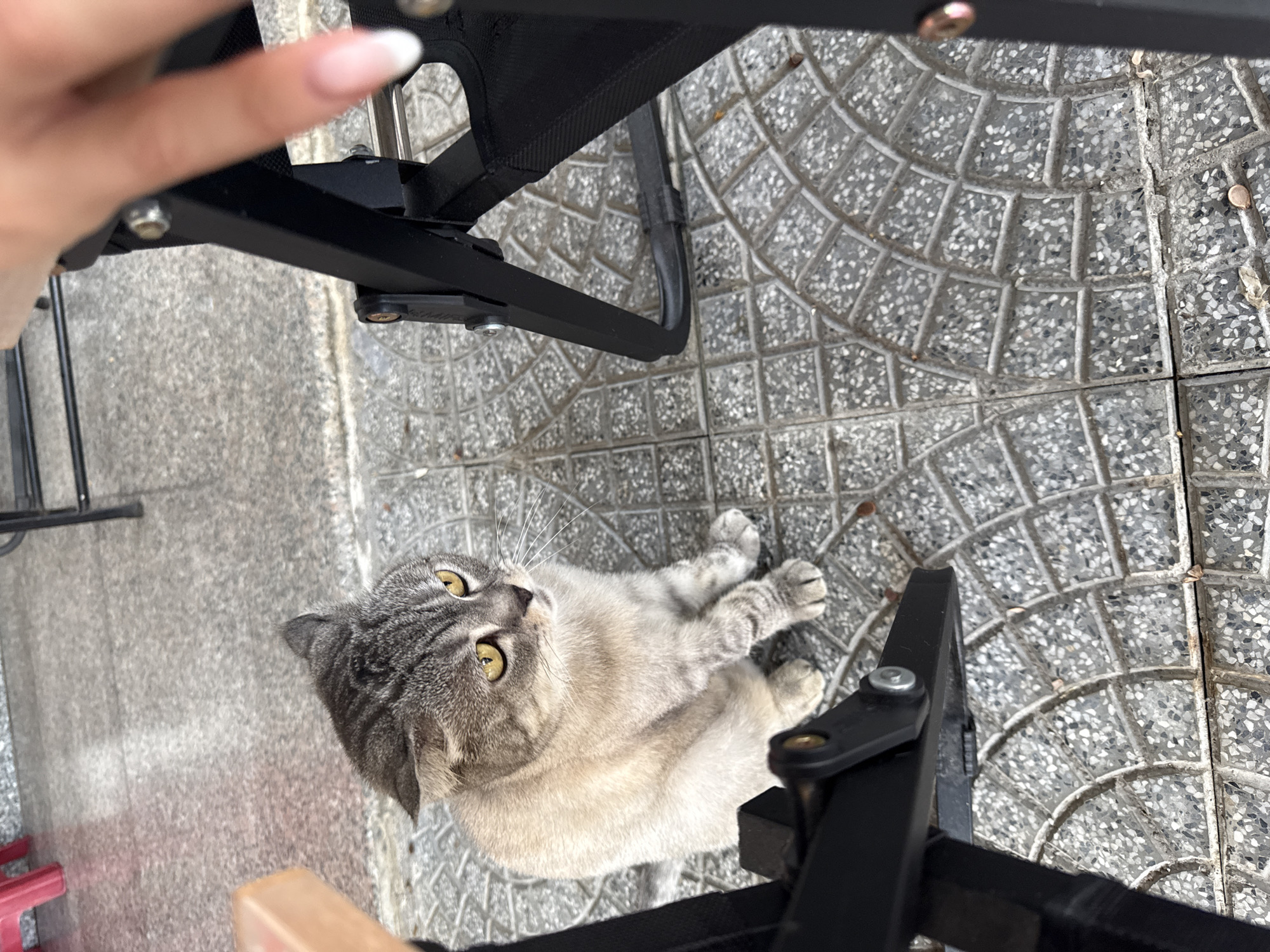 An overhead shot shows a gray tabby cat lying on a gray tile patio, underneath a black folding chair. A hand with long, manicured nails is visible in the upper left corner. The location appears to be outdoors in Đà Nẵng, Vietnam, indicated by the typical patterned tile.