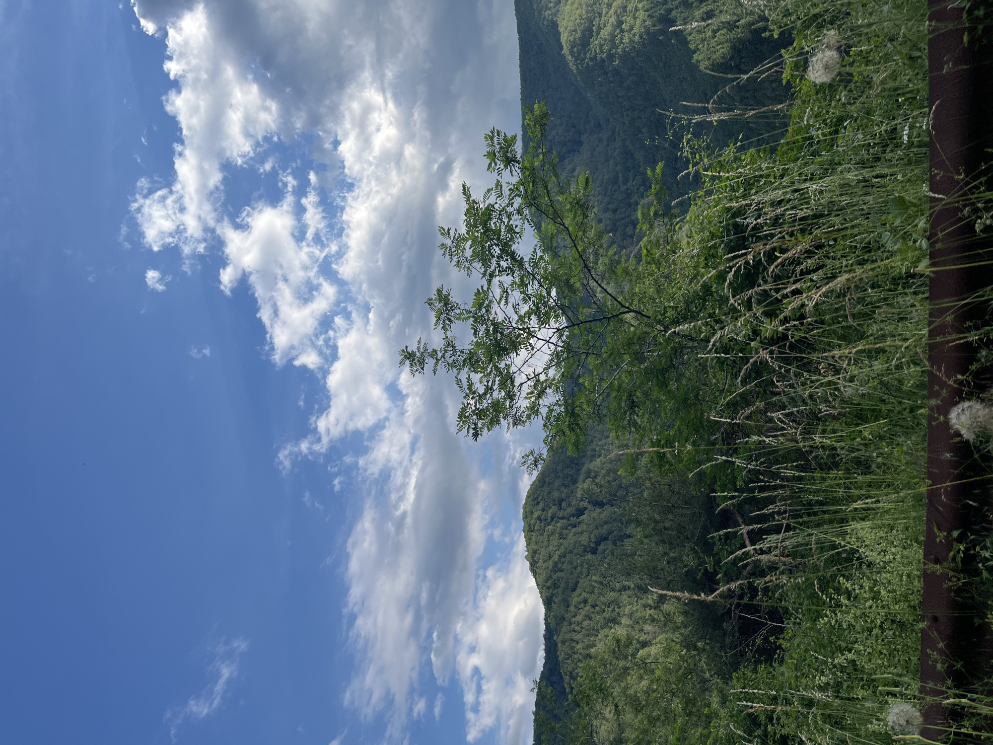 A picturesque view of verdant, tree-covered hills under a dynamic sky of blue with scattered white and gray clouds. In the foreground, tall grasses and a solitary tree with light green leaves stand out against the darker foliage of the hills. The scene is calm and natural, suggesting a rural or mountainous setting outside of the city of Pechinska, Bulgaria. No people or specific objects indicative of urban life are present.