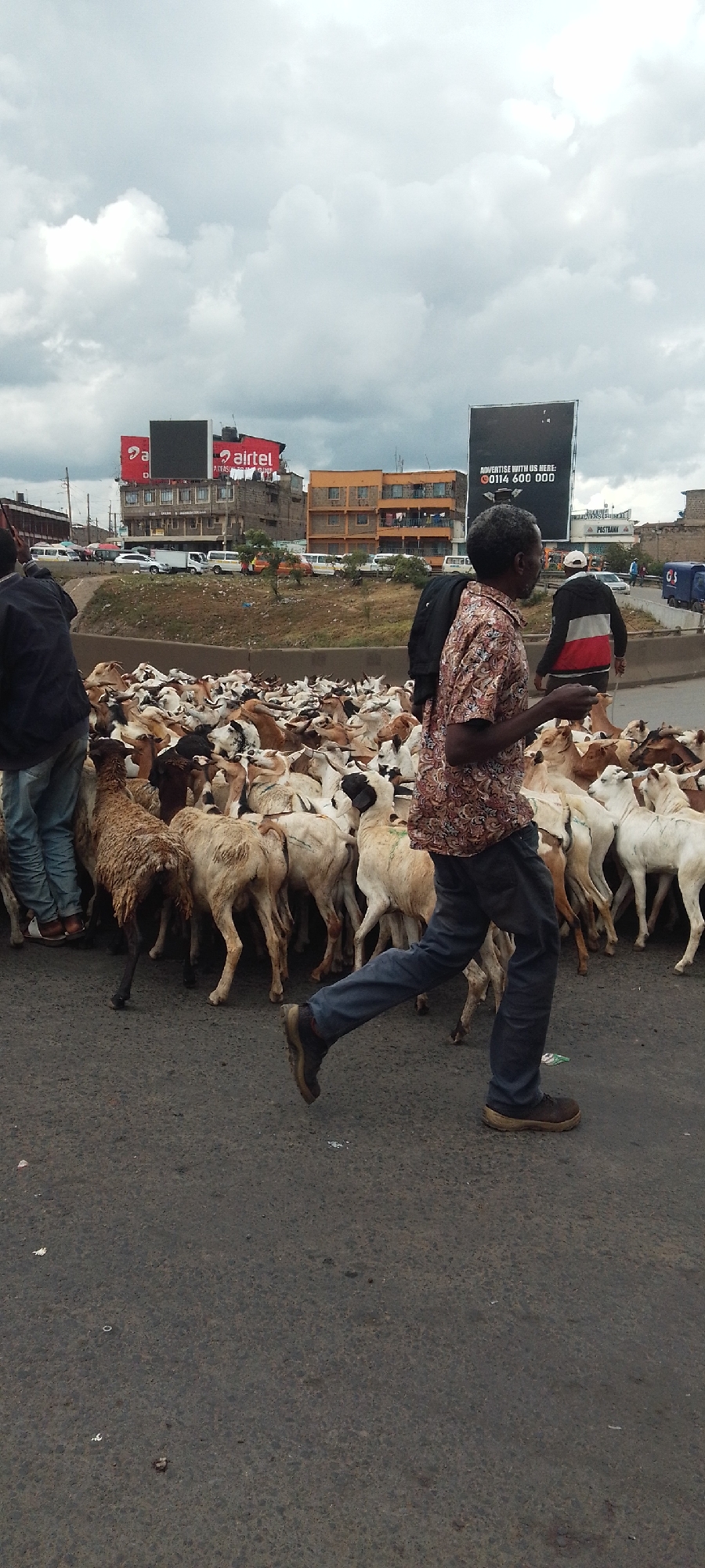 A street-level photograph captures a large herd of sheep and goats occupying a paved road, seemingly causing a temporary halt or disruption in an urban environment. Numerous animals, mostly white, brown, and black-spotted, are densely packed across the foreground and midground, moving generally from right to left.
Several men are present among the animals. In the immediate foreground, a man wearing a patterned brown and white shirt, dark trousers, and sturdy shoes is caught mid-stride, walking through the herd with a backpack slung over one shoulder. To the far left, another man in a dark jacket and blue jeans is standing amongst the animals, possibly guiding them. Further back on the right, another person in a black, white, and red jacket is also walking.
In the background, a busy urban scene unfolds on a raised section of road. Numerous vehicles, including white vans and cars, are visible in traffic. Beyond the road, multi-story buildings line the skyline, featuring both older and more modern structures with exposed brick and concrete.
The sky is heavily overcast with prominent grey clouds, suggesting a cloudy day, possibly just before or after rain, or simply a dull daytime. The overall lighting is soft and diffused.
Visible text includes two large red billboards featuring the "airtel" logo. One has text beneath it, partially readable as "ALWAYS BY YOUR SIDE." Another large black billboard prominently displays "ADVERTISE WITH US HERE: 0114 600 000." A smaller sign for "POSTBANK" is also faintly visible in the mid-distance. The scene provides strong contextual cues consistent with Nairobi, Kenya, given the presence of Airtel, Postbank, and the general urban setting with local vehicles.