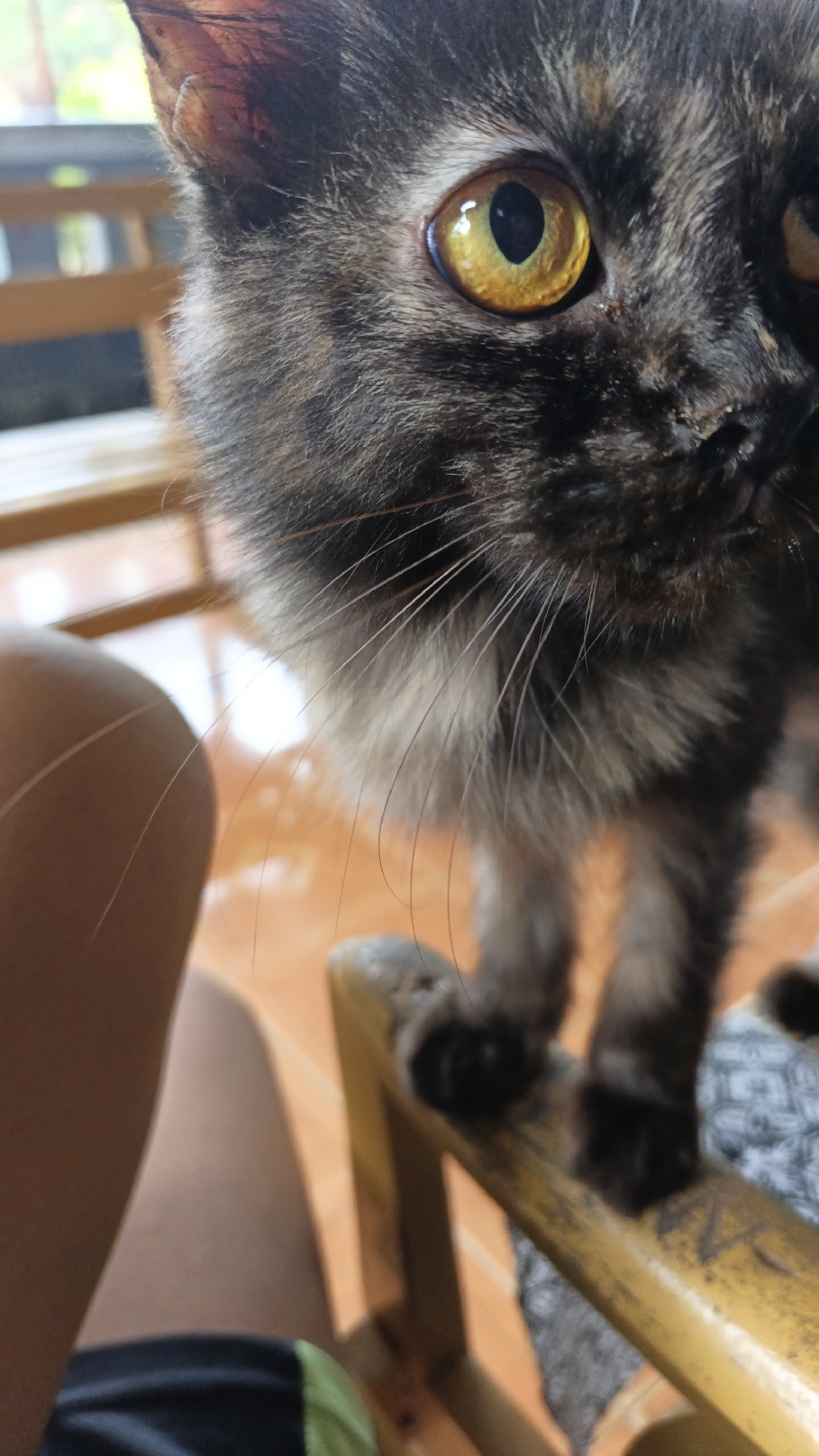 A close-up, low-angle shot shows the face and front paws of a cat. The cat's fur is a mix of black, brown, and gray. Its right eye, large and round with a golden iris, is the focal point of the image. The cat's whiskers are long and spread out. Its front paws are visible, with dark claws. The cat is standing on a yellow wooden chair with a patterned cushion. To the left of the cat, a person's bare leg and thigh are visible, clad in black shorts with a green stripe. The background is blurred, showing wooden furniture and an orange tiled floor, suggesting an indoor setting. The lighting indicates daylight. The image was taken in Tigaraksa, Indonesia.