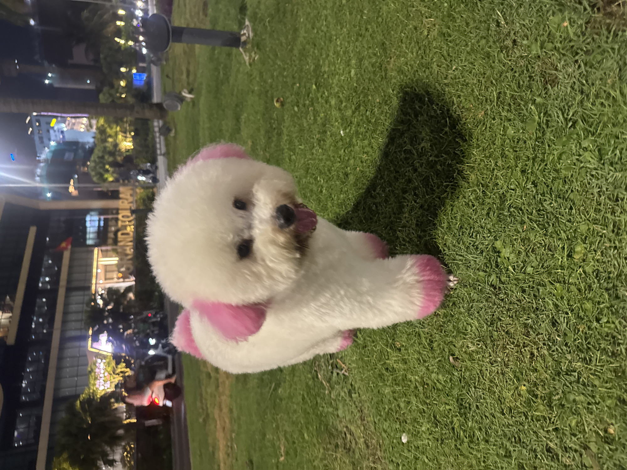 A white bichon frise dog with pink dyed ears and paws lies on a patch of green grass. The dog is oriented towards the upper right corner of the image. Its tongue is slightly visible. The backdrop features a blurred cityscape at night, including trees and buildings. A portion of the "DA NANG" inscription is partially visible on a building in the distance, indicating the city of Đà Nẵng, Vietnam. A dark-colored pole stands in the background to the right of the dog.