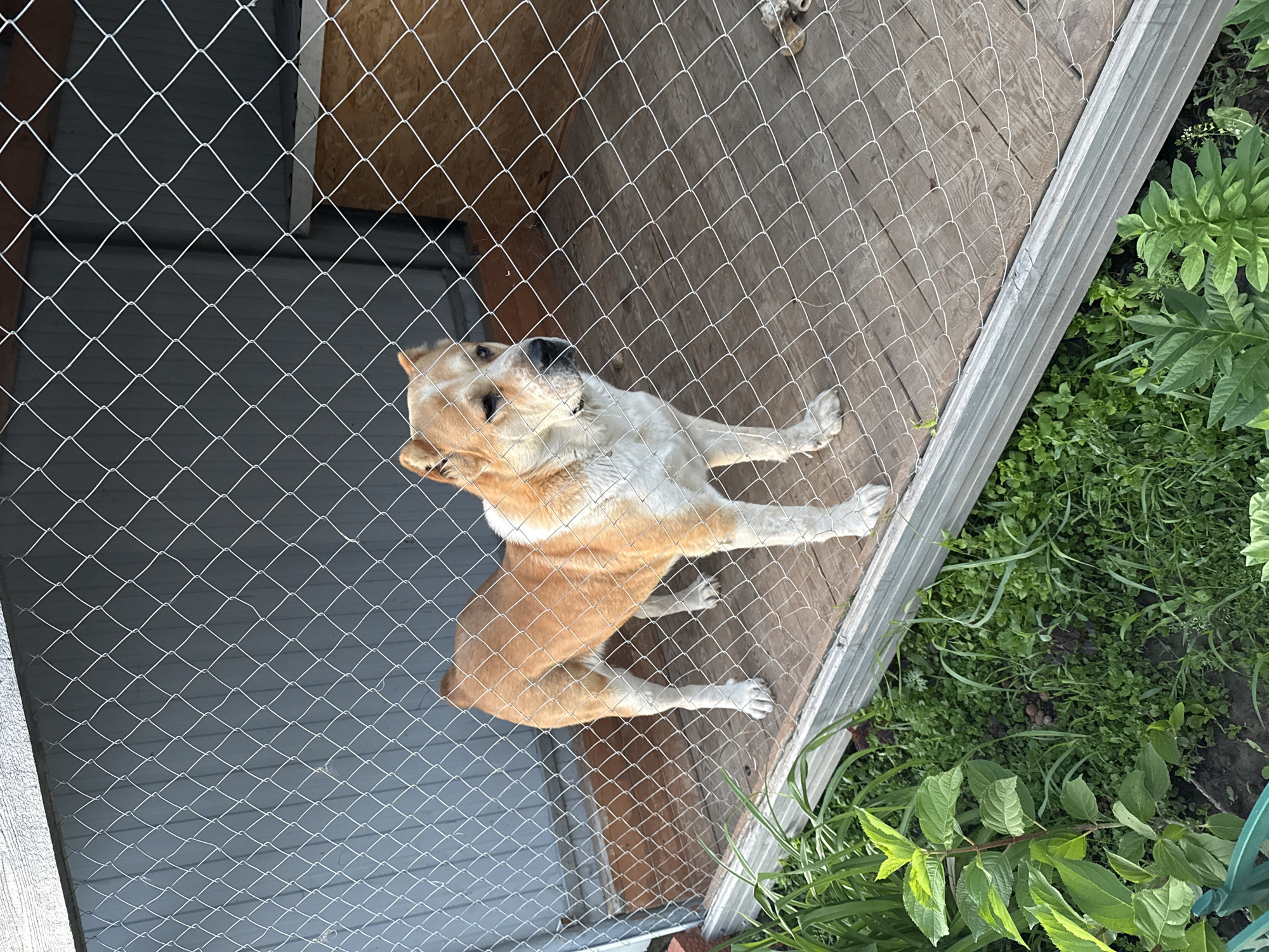 A tan and white dog stands in a dog pen. The dog is facing to the right, with its head turned to look towards the viewer. The dog pen has a wooden floor and a chain-link fence. The background is a grey wooden wall and a wooden dog house. Green grass and plants are visible in the foreground outside of the dog pen.