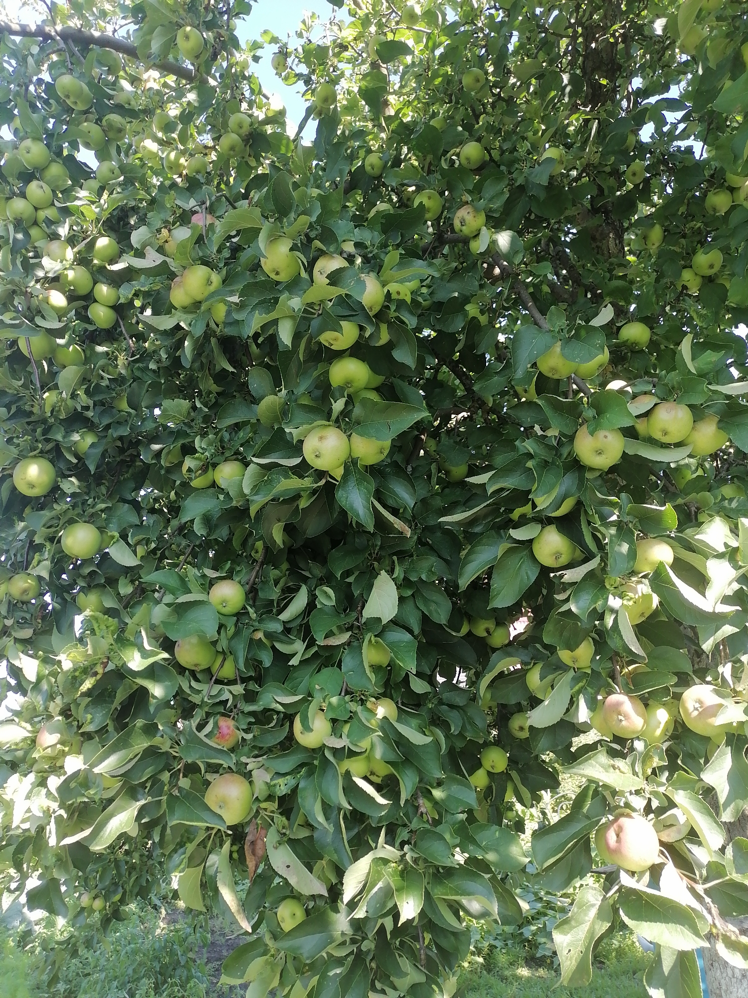 In Pecherniki, Russia, an apple tree is laden with numerous green and some reddish-green apples, interspersed with lush green leaves. The tree is positioned outdoors, with sunlight filtering through the branches, creating dappled lighting. In the background, glimpses of greenery suggest a natural or garden environment, possibly a field or more vegetation. There are no people visible in the image. The image is a close-up shot focusing primarily on the fruit-bearing branches of the apple tree.