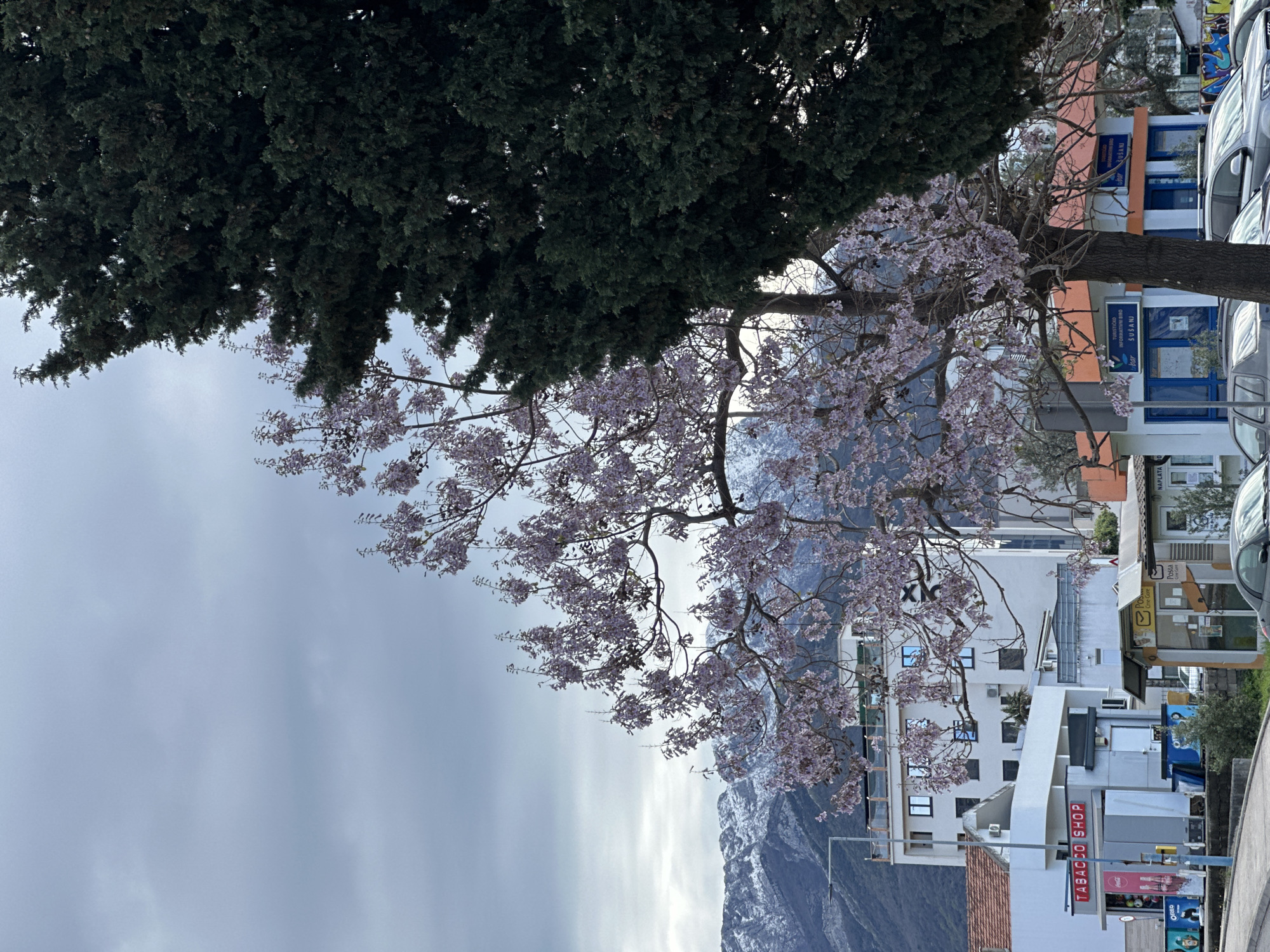 The image depicts a street scene in the city of Bar, Montenegro. A flowering tree with pale purple blossoms dominates the middle ground, partially obscuring the view of snow-capped mountains in the background. To the left of the flowering tree is a large evergreen tree with dark green foliage. On the right side of the image, buildings and parked cars line the street. The buildings are predominantly white and include shops and offices, with signs in Cyrillic script. "TURISTIČKO INFORMATIVNI BIRO ŠUŠANJ" (Tourist Information Bureau Šušanj) is visible on one of the buildings. Street signs indicating "TABACCO SHOP," "Pos" and "NAPLATA" are also seen. The sky is overcast, creating a muted light.