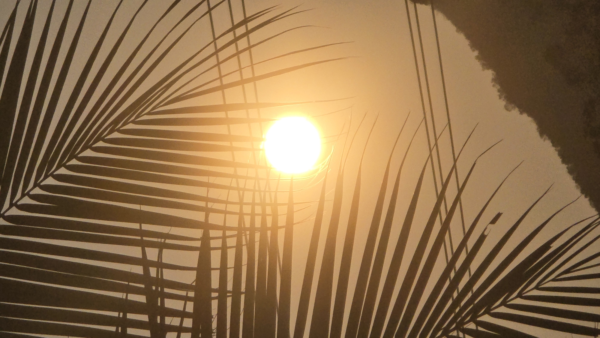 The image shows a bright sun partially obscured by palm fronds, possibly at sunset or sunrise. The scene is dominated by the silhouette of palm leaves against a warm, hazy sky. A mass of dark foliage appears in the upper right corner of the image. The photo might have been taken in the city of Bắc Nha Trang, Vietnam, but that can't be substantiated with the information available. There are no people or interactions captured in the image.