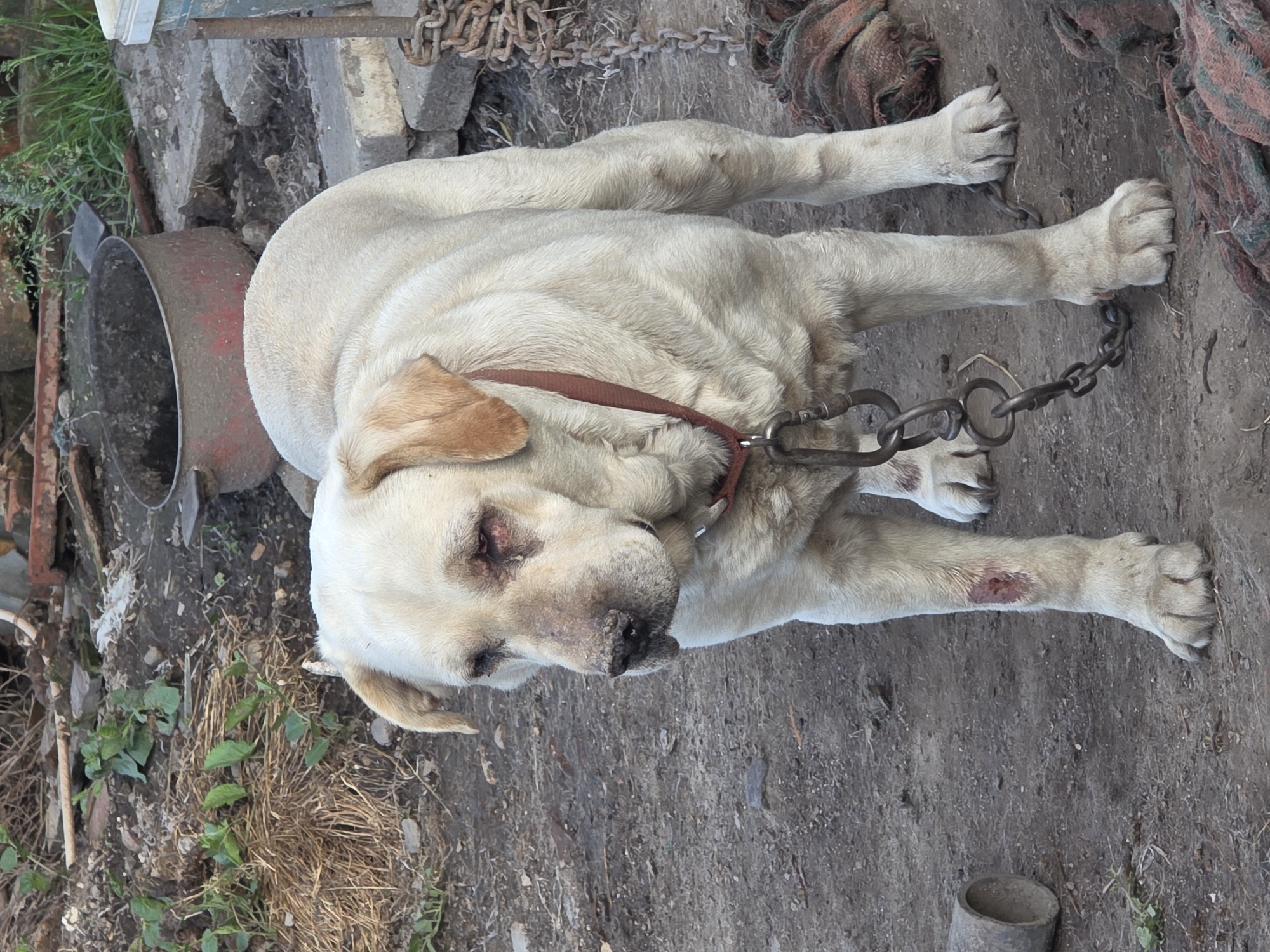 In Yagodovo, Bulgaria, an aging, light-colored dog lies on bare earth and debris. The dog has a brown collar, is chained, and has an apparent wound on its front left leg. The surroundings include discarded materials, metal objects, straw, and vegetation.