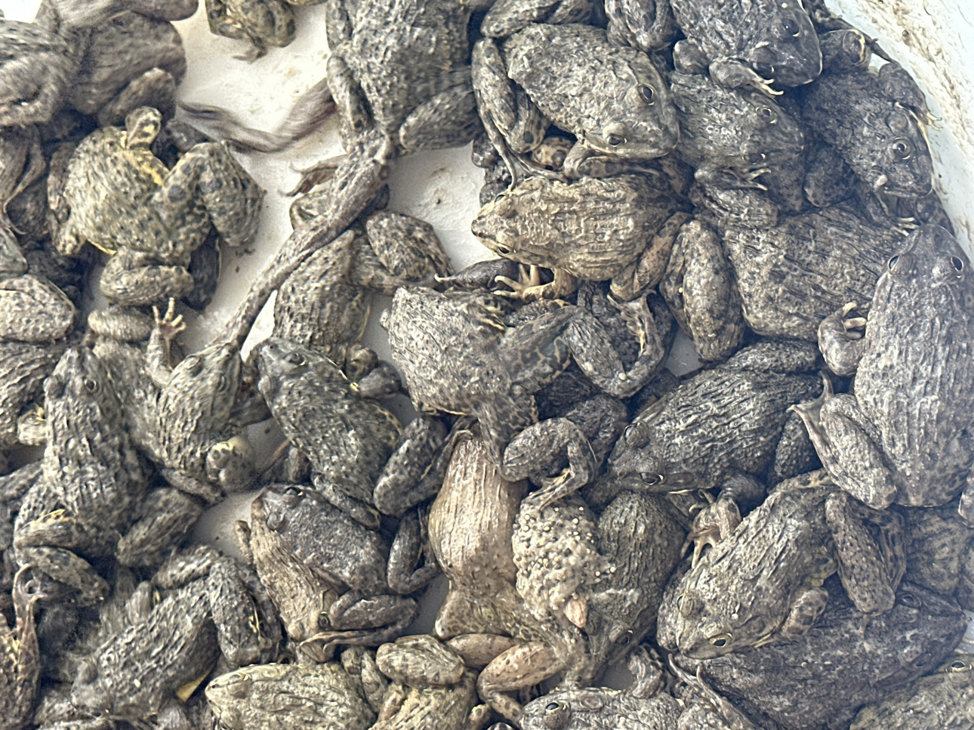 This image shows a large pile of live frogs in Bạch Đích Commune, Vietnam. The frogs are predominantly gray and brown in color, with textured skin. They appear to be densely packed together. The surrounding environment is a light-colored surface, possibly concrete or plastic. There are no people visible in the frame. The focus is solely on the abundance and concentration of the frogs.