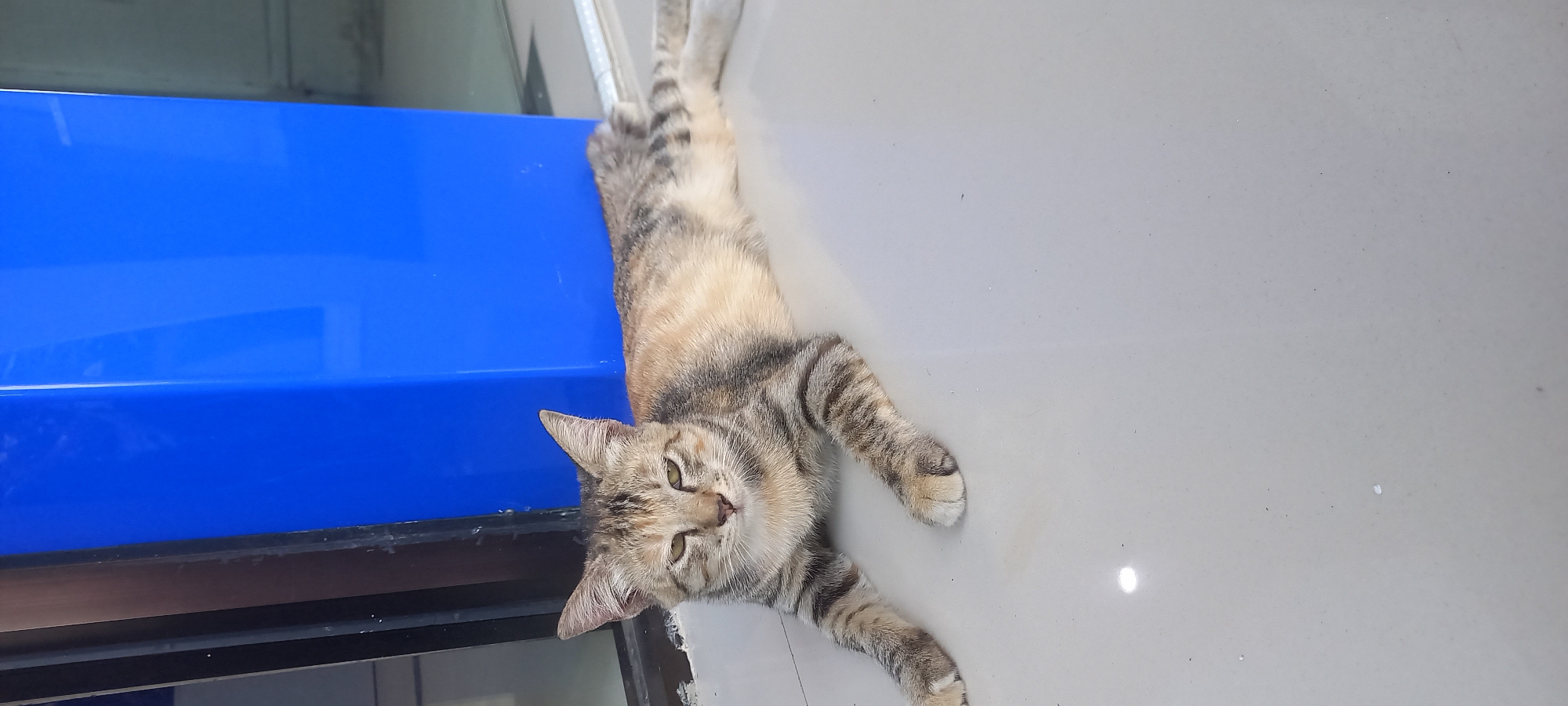 In Melayu, Indonesia, a tabby cat with stripes of grey and tan is lying on a light gray tiled floor. The cat is positioned in the foreground, facing left with its front paws extended and its body stretched out. Its eyes are partially closed, giving it a relaxed appearance. Behind the cat, a bright blue rectangular structure is visible, suggesting it might be part of a building or a large piece of outdoor furniture. To the left of the blue structure, a dark vertical frame is present, possibly a doorway or window frame. The floor is clean and reflects some light, with a small, bright circular reflection visible in the lower left quadrant of the image, suggesting a light source is present. The scene appears to be outdoors or in a transitional space between indoors and outdoors, given the presence of natural light and the architectural elements.