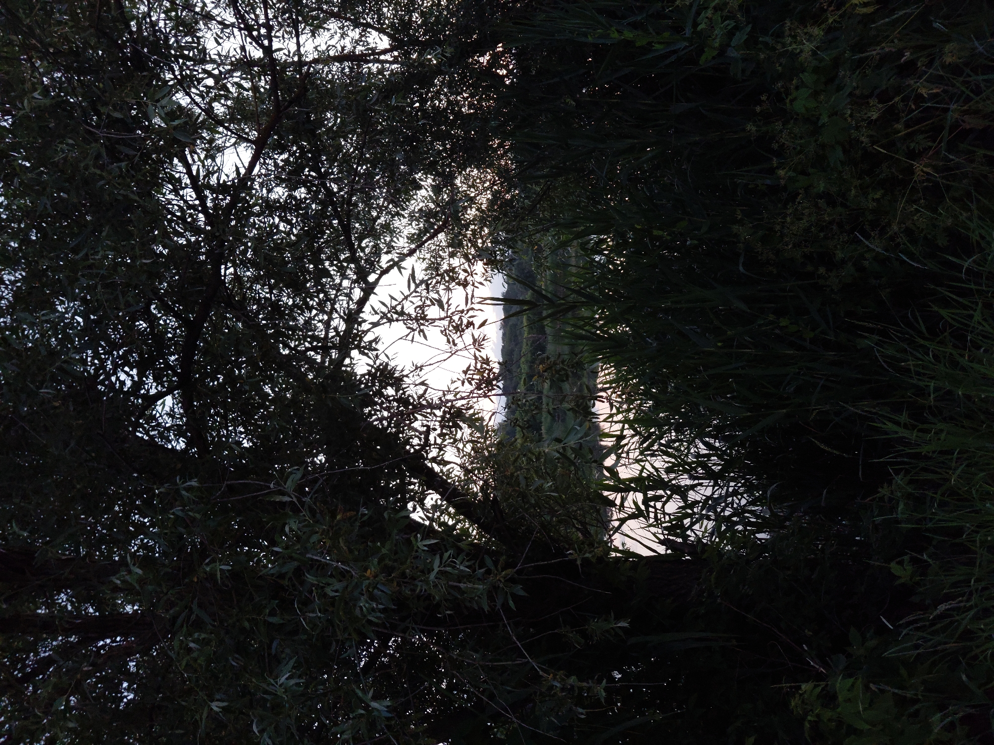 The image depicts a serene natural landscape framed by dense foliage, suggesting a location on the outskirts of Ustyvytsia, Ukraine. The foreground is dominated by dark, shadowy masses of trees and tall grasses, creating a sense of enclosure. Peeking through the leaves and branches, a body of water reflects the muted light of what appears to be either dawn or dusk. In the distance, a faint treeline is visible against a pale sky. No people, animals, or human-made structures are present, emphasizing the untouched, natural character of the scene. The overall atmosphere is tranquil and somewhat melancholic, with the low light conditions contributing to a subdued color palette.