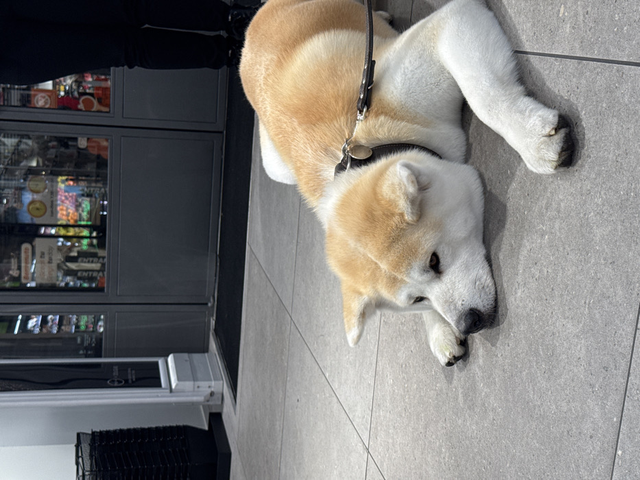 A tan and white Akita-type dog is observed lying prone on a light gray tiled floor. The dog wears a dark collar with a circular metal tag and an attached leash. Its head is resting on its forepaws, and its eyes are partially closed. In the upper right quadrant, the lower legs and feet of a person, clad in black trousers and black shoes, are visible standing behind the dog.
To the left of the scene, a light gray security gate/anti-theft detector stands upright, adjacent to a stack of black plastic shopping baskets. In the background, double glass doors with dark gray frames are positioned over a black doormat. Reflections in the glass reveal the brightly lit interior of a retail establishment, displaying shelves stocked with various colorful products. A sign partially visible in reflection reads "Benvenuto" (Italian for "Welcome"), along with a clock face. The scene is located at the entrance of a store in Verona, Italy.