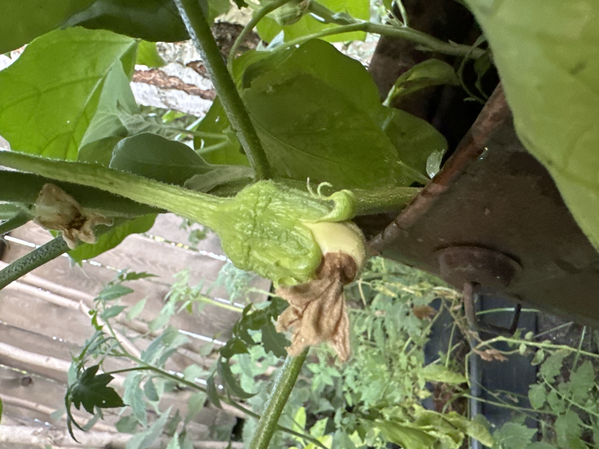 A small, green eggplant is growing from a plant stem. The eggplant is underdeveloped, with a withered brown flower attached to its base. The plant is in a weathered brown container, which appears to be made of metal. In the background, a wooden fence and other greenery can be seen. The scene is outdoors, likely in a garden or allotment. The image was captured in Biysk, Russia.