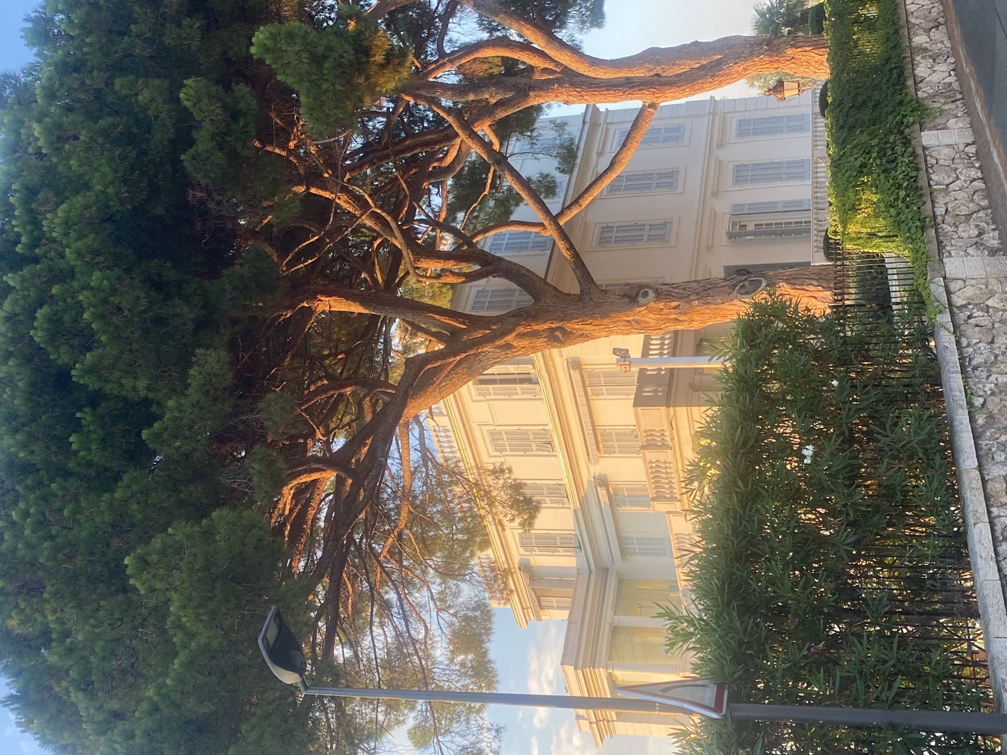 The image captures a sun-drenched view of a white, multi-story building in Antibes, France, possibly a villa or hotel, characterized by its classical architecture, complete with balconies and light blue shutters. The building is partially obscured by the branches of two large pine trees, their rough bark illuminated by the warm, golden light of what appears to be either sunrise or sunset. A street lamp stands to the left of the frame, and a dense hedge lines the property, separated from a stone wall by a black metal fence. The sky is a clear blue with scattered, wispy clouds, and the overall atmosphere suggests a serene, upscale European setting.