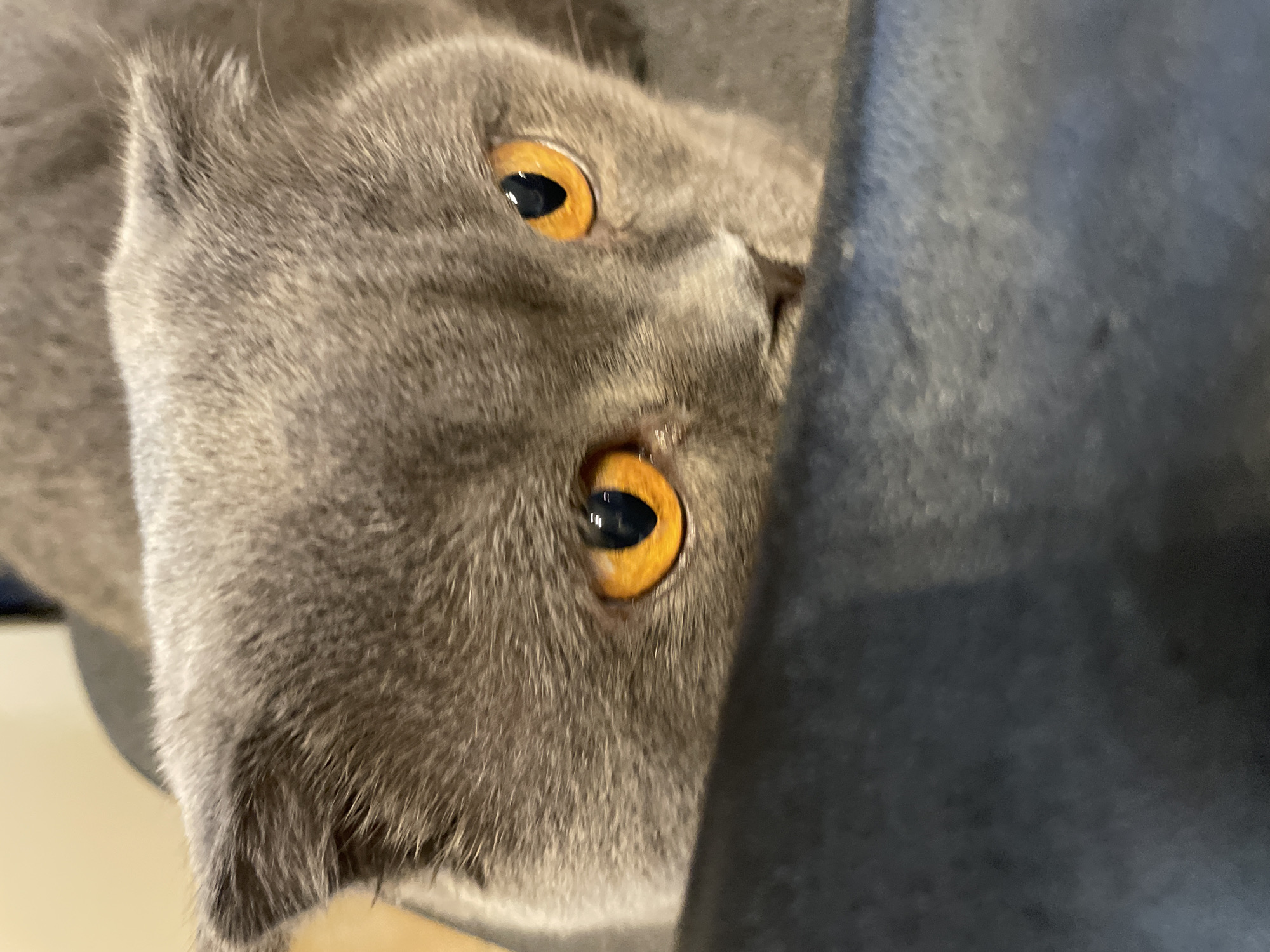 A close-up, eye-level shot focuses on the face of a grey Scottish Fold cat with bright orange eyes peering over a dark surface, likely a piece of furniture. The cat's ears are folded down, characteristic of the breed, and its fur appears soft and dense. The background is blurred, with hints of a light-colored wall and possibly other furniture, suggesting an indoor setting. The lighting is soft, casting a gentle glow on the cat's face.