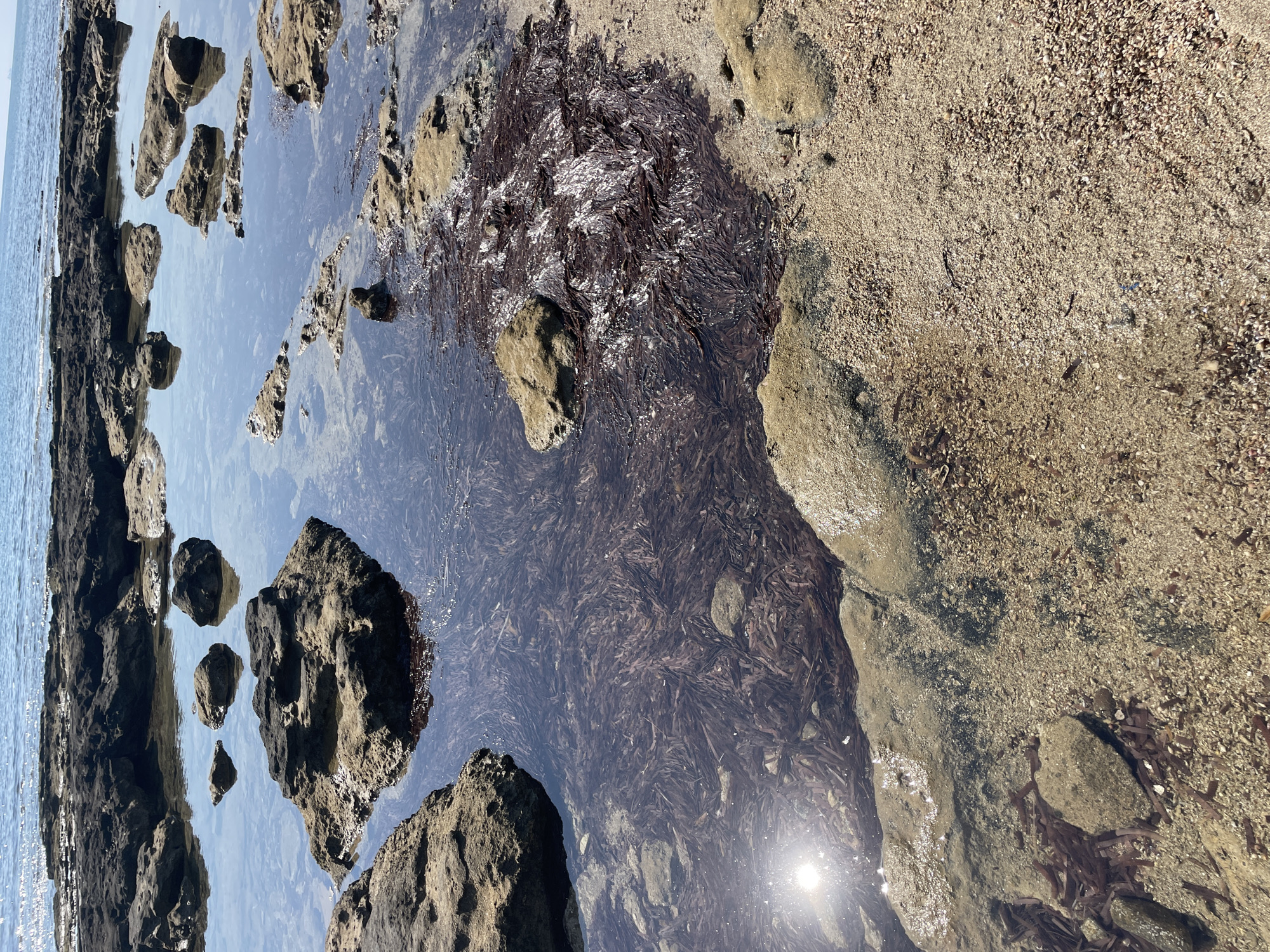 A high-angle, eye-level shot captures a section of the coastline in Agios Sergios, Northern Cyprus. The foreground is dominated by a shallow tide pool teeming with dark brown seaweed. Sun glints off the water's surface, illuminating pebbles and shells scattered on the sandy seabed. Scattered rocks, some submerged and others partially exposed, dot the water. In the midground, larger rocks emerge from the water, their surfaces textured and dark. The background shows the calm sea meeting a clear, bright sky, with a faint horizon line. The scene is devoid of people.