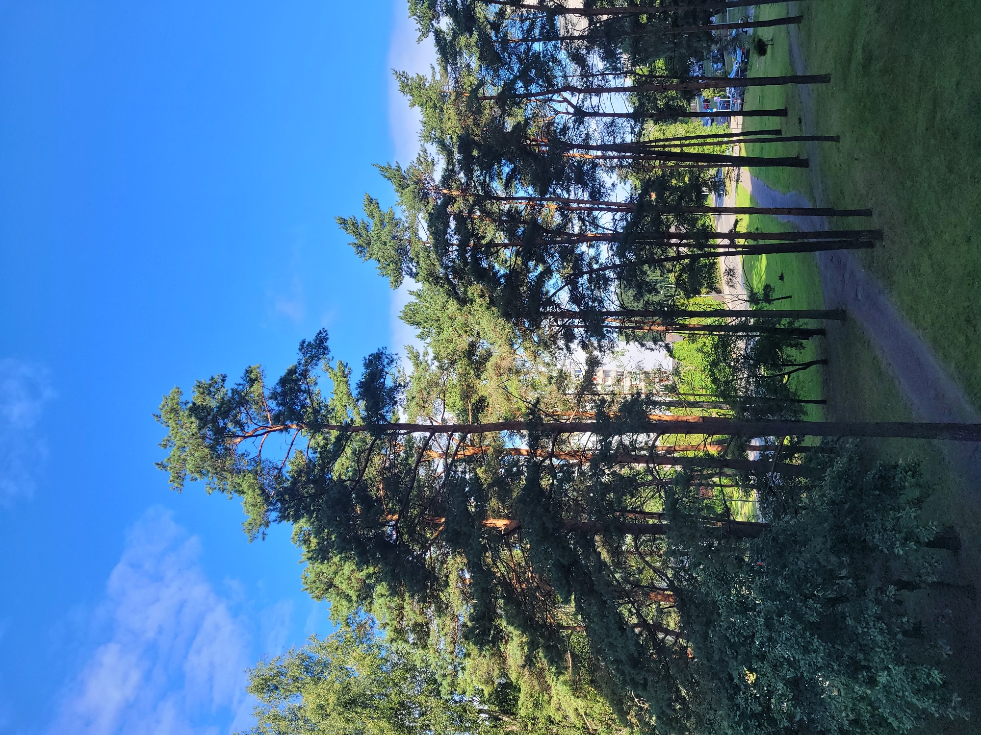 A park setting is depicted in this image, featuring a line of tall pine trees on the right side, with lush green grass surrounding them. A paved pathway curves through the park. In the background, a building complex is visible, suggesting an urban environment. The sky above is a clear blue with a few wispy white clouds. This scene appears to be a public park within Jūrmala, Latvia, likely a residential area with green spaces.