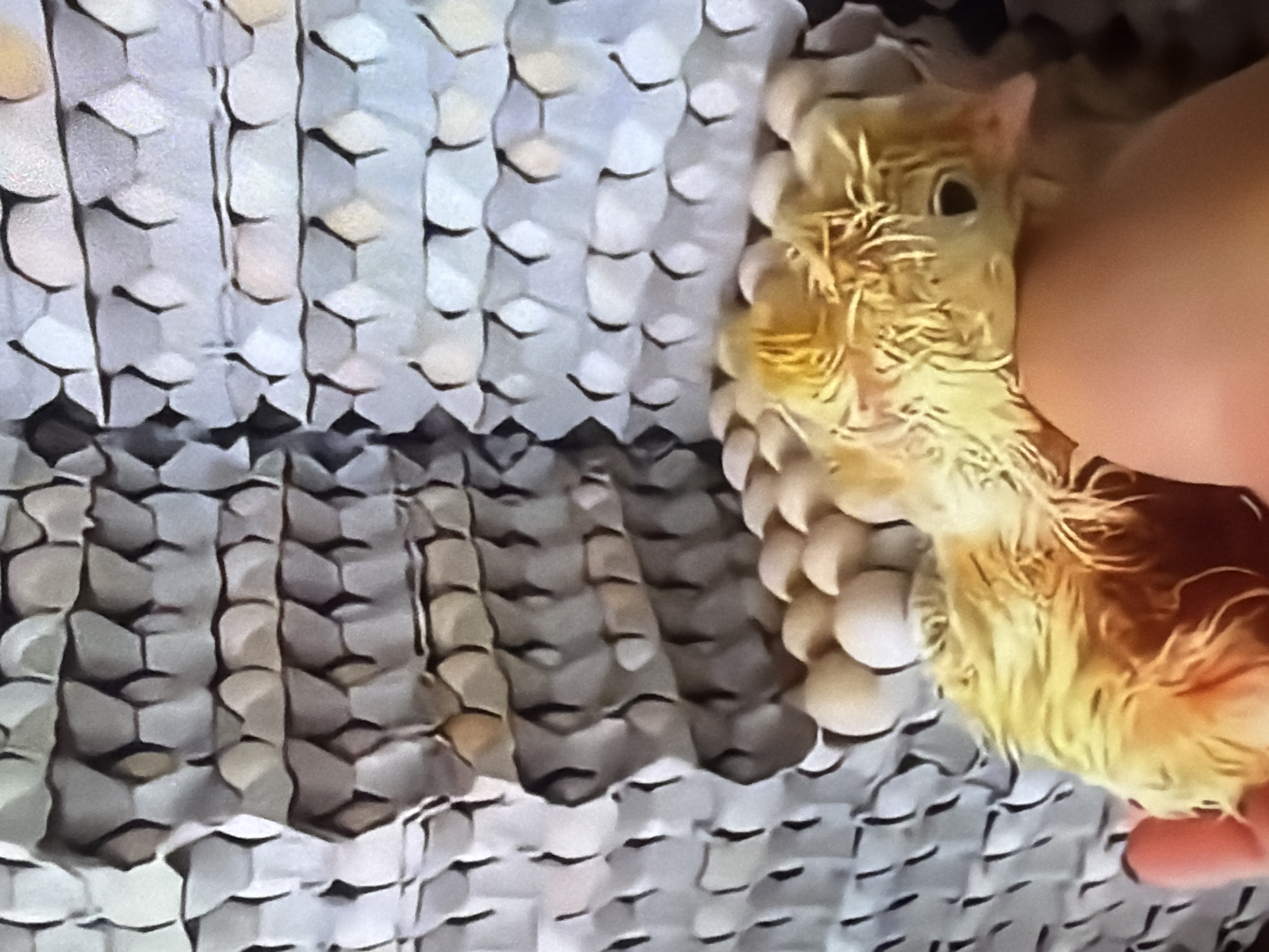 A yellow chick is being held in a person's hand in front of a stack of egg cartons. The chick is fluffy and has a small black eye. The egg cartons are gray and have a honeycomb pattern. The background is blurry and out of focus.