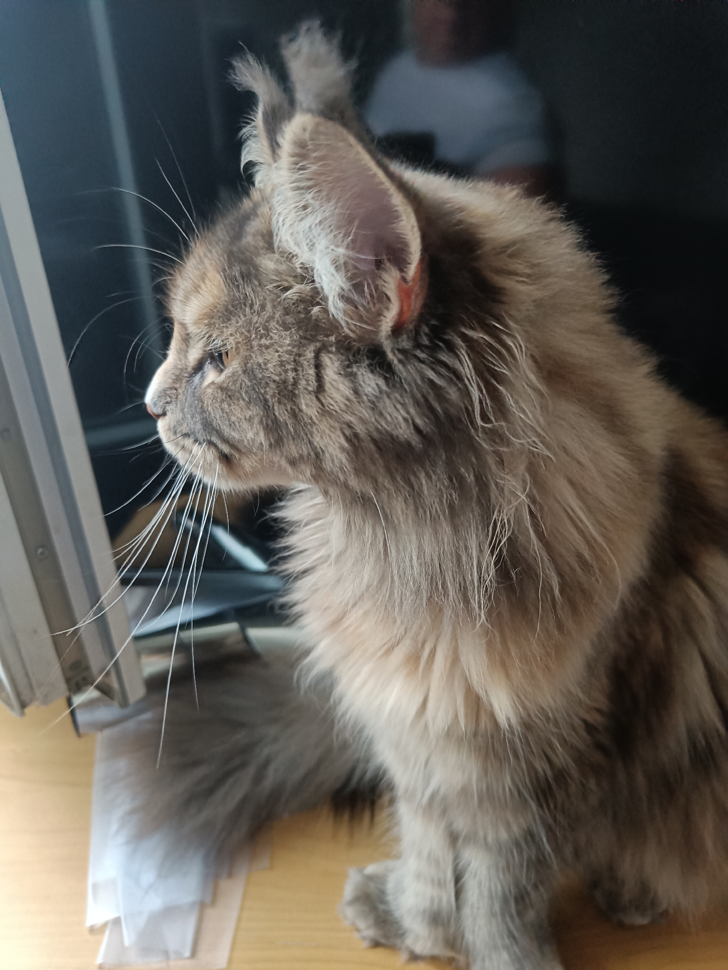 The image features a close-up, side profile of a long-haired cat, primarily grey and brown in color, with a small orange spot visible within the ear. The cat appears to be sitting or lying on a light-colored wooden surface. To the left, there's a partially visible computer monitor with a silver frame. In the background, a blurry human figure is visible, wearing a white shirt. The lighting is bright and appears to be indoor natural light. No explicit indications of the city of Leuven, Belgium, are discernible within the immediate visual content of the image.