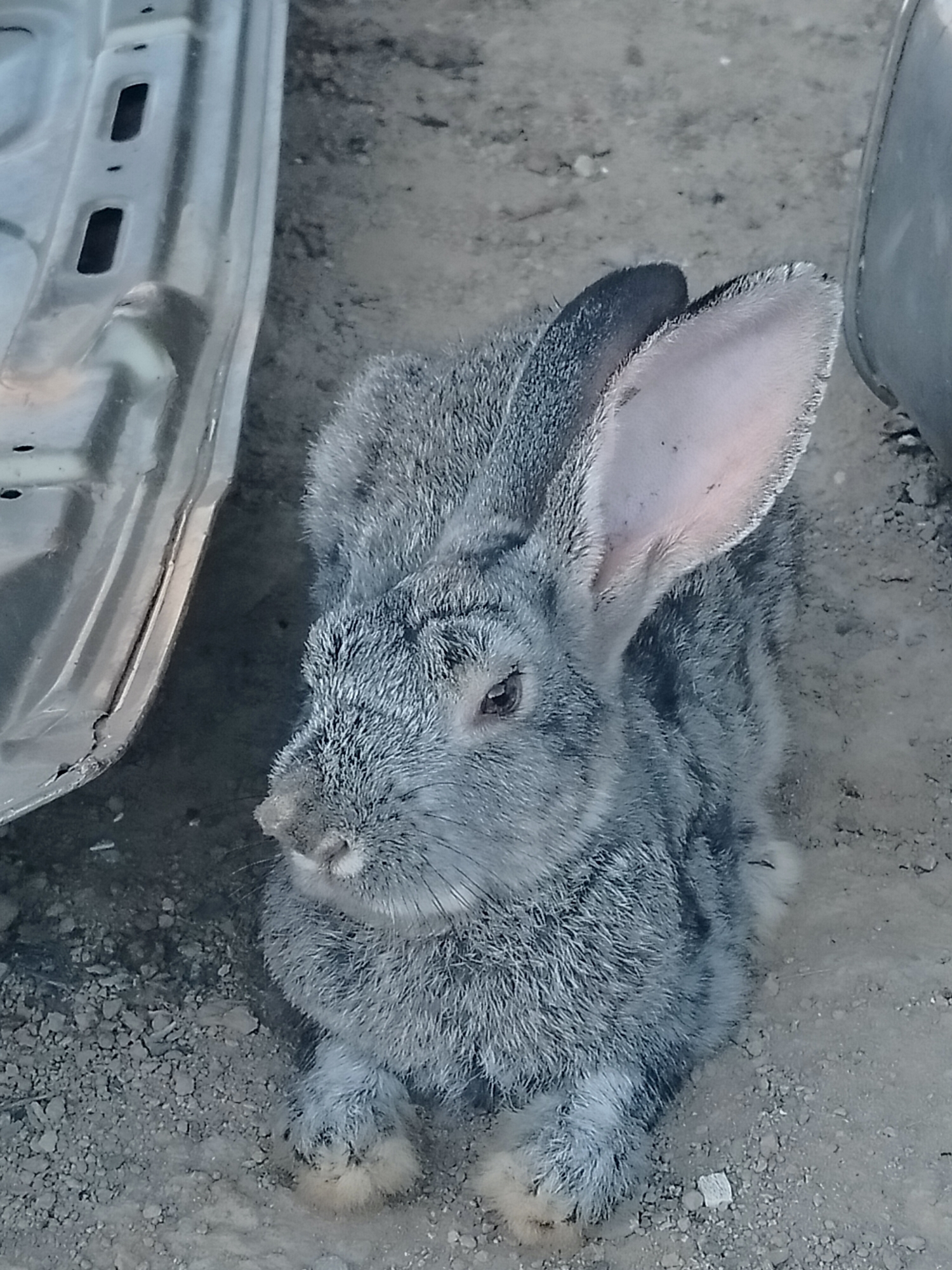 A gray rabbit is sitting on the ground next to a metallic surface. The rabbit is facing to the left and is looking forward. Its ears are long and pointed upwards. The metallic surface appears to be part of a vehicle, possibly a car door, due to its shape and visible indentations. The ground is covered with small stones and dirt. The scene suggests an outdoor environment, possibly in a rural or industrial area. There is no discernible indication of the specific location within the city of Көлкент, Kazakhstan.